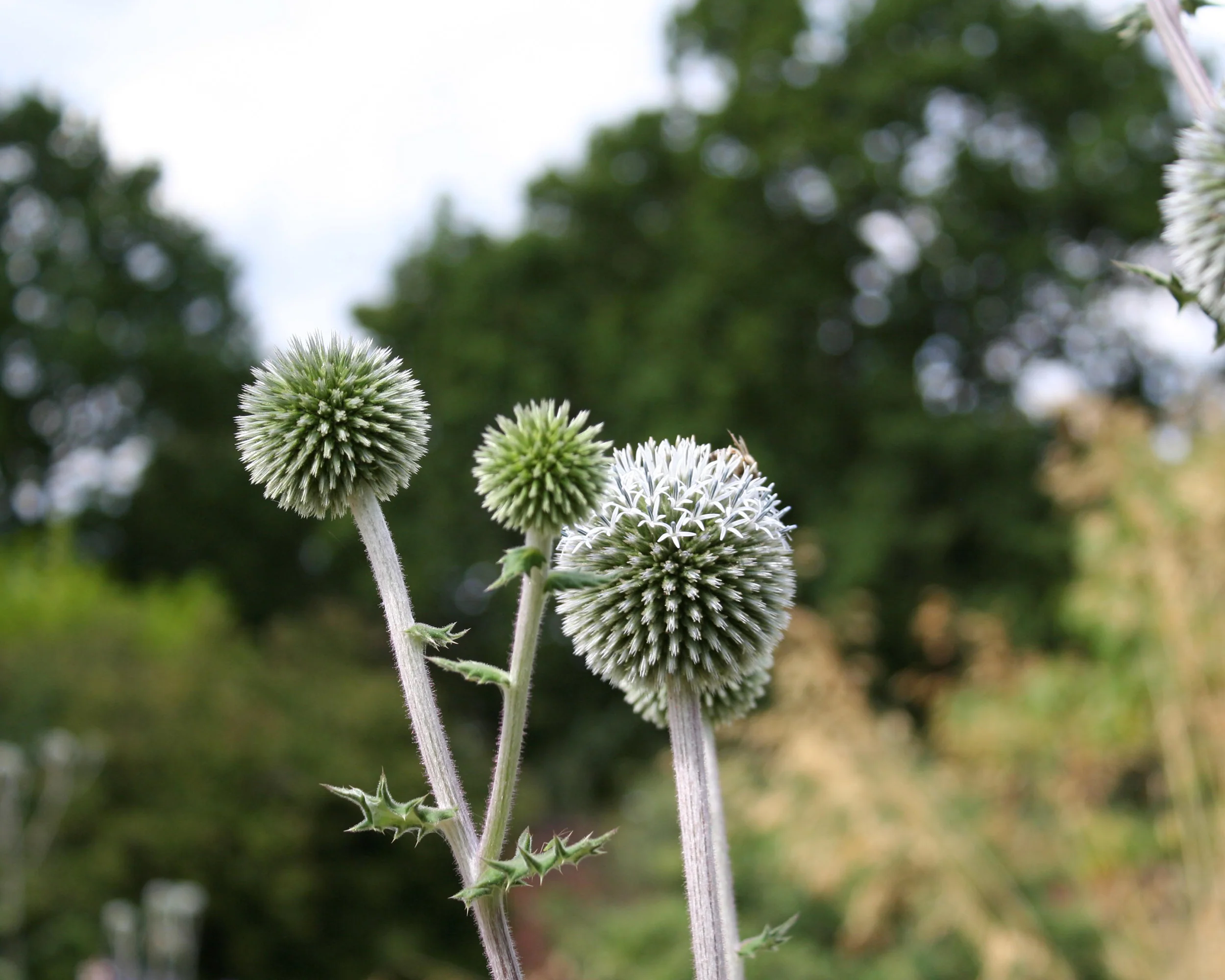 Echinops 'Arctic Glow' - Image 5