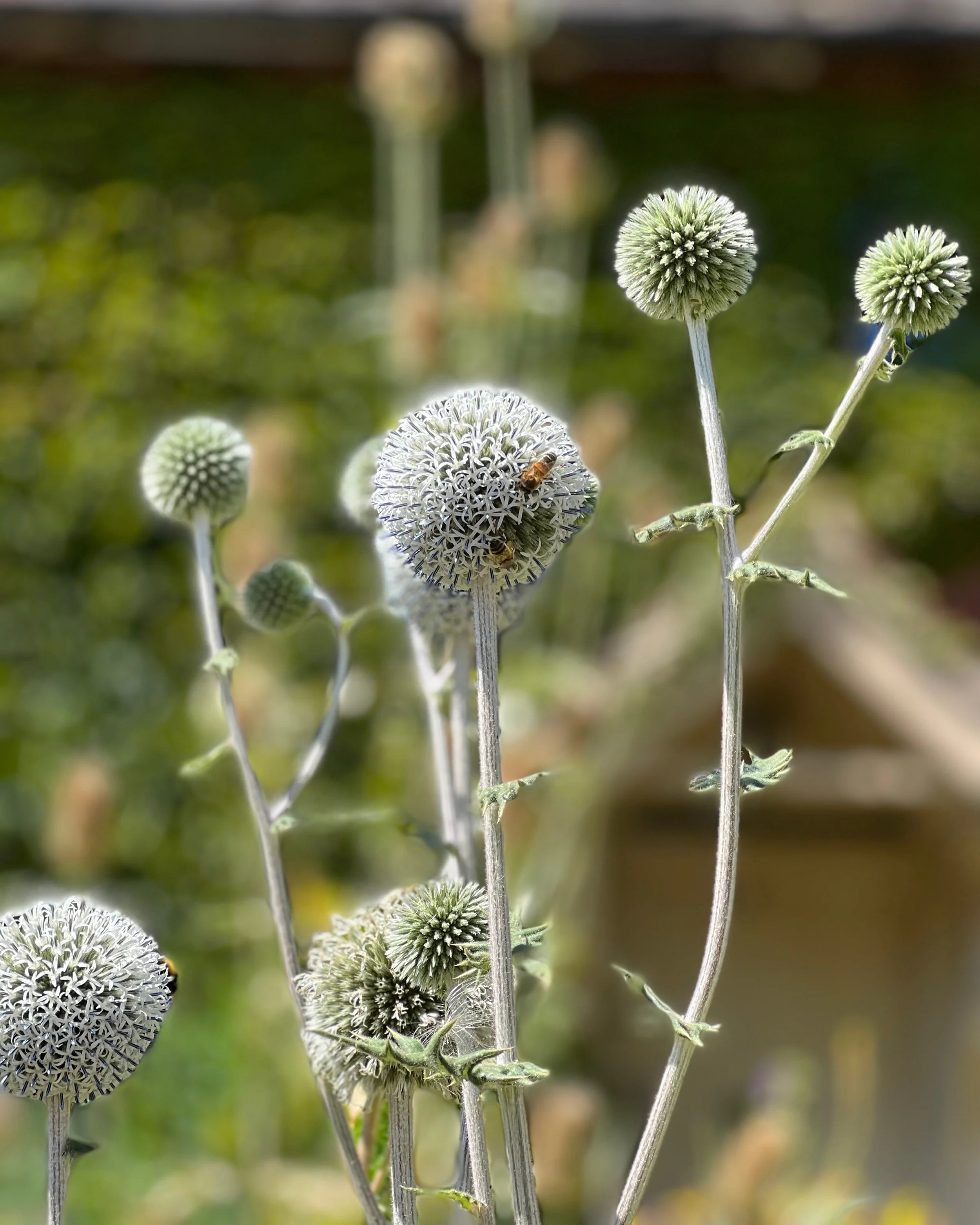Echinops 'Arctic Glow' - Image 6