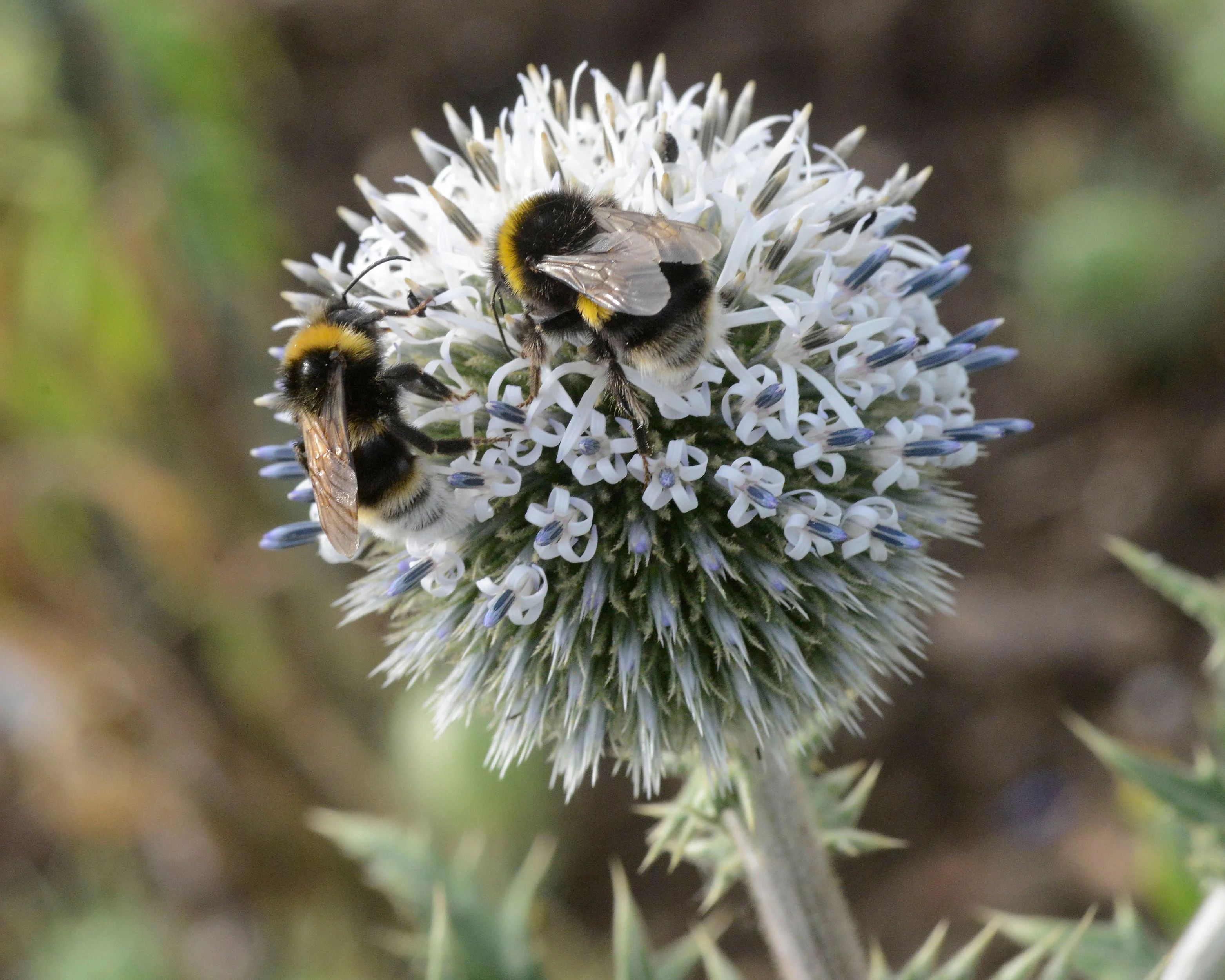Echinops 'Arctic Glow' - Image 7