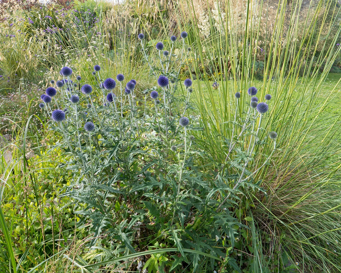 Echinops ritro - Image 10