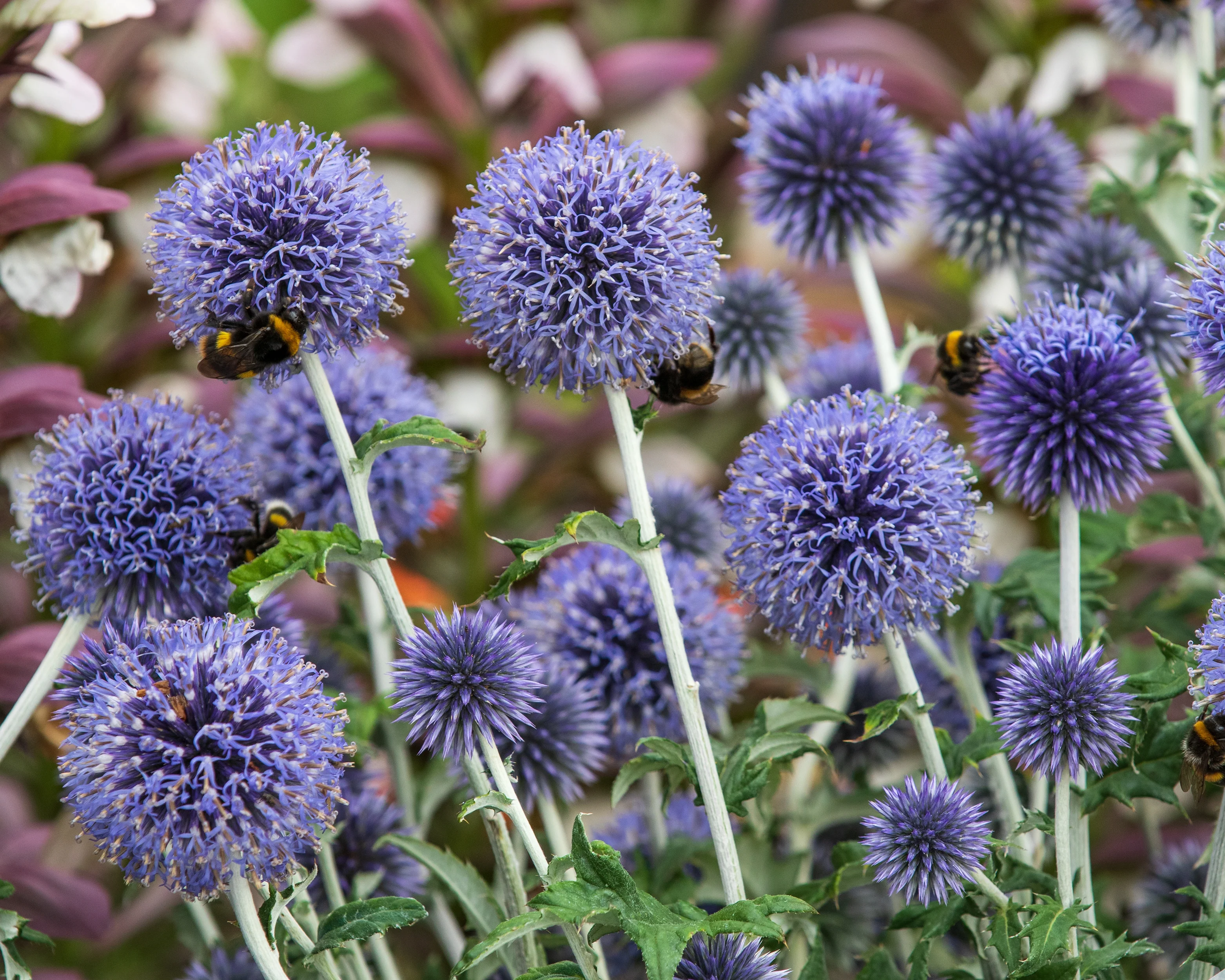 Echinops ritro - Image 2