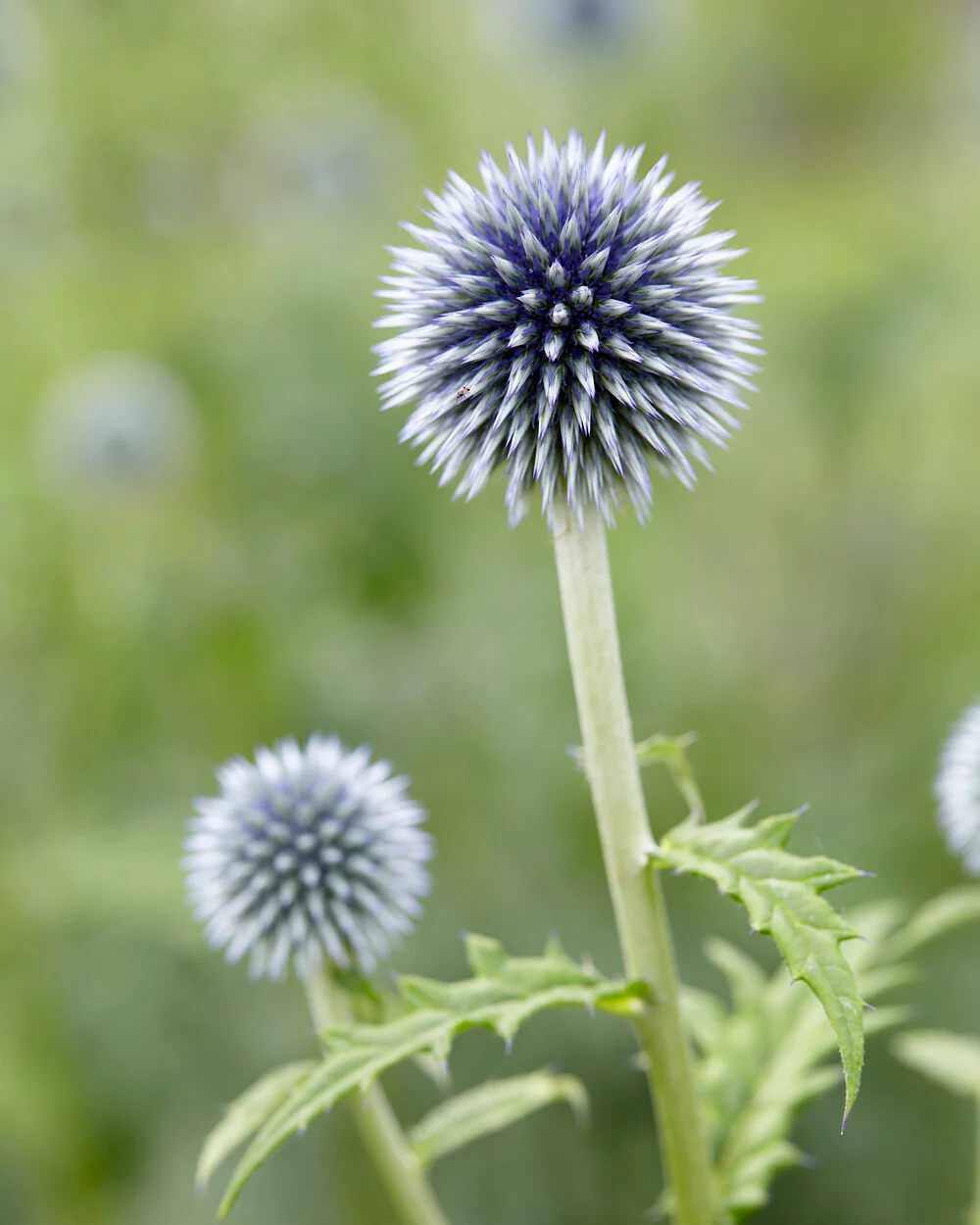 Echinops ritro - Image 5