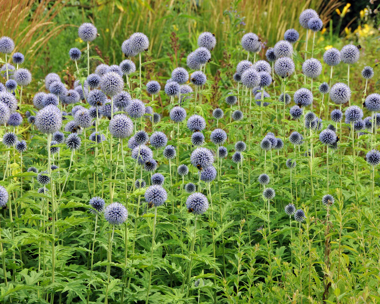 Echinops ritro - Image 6