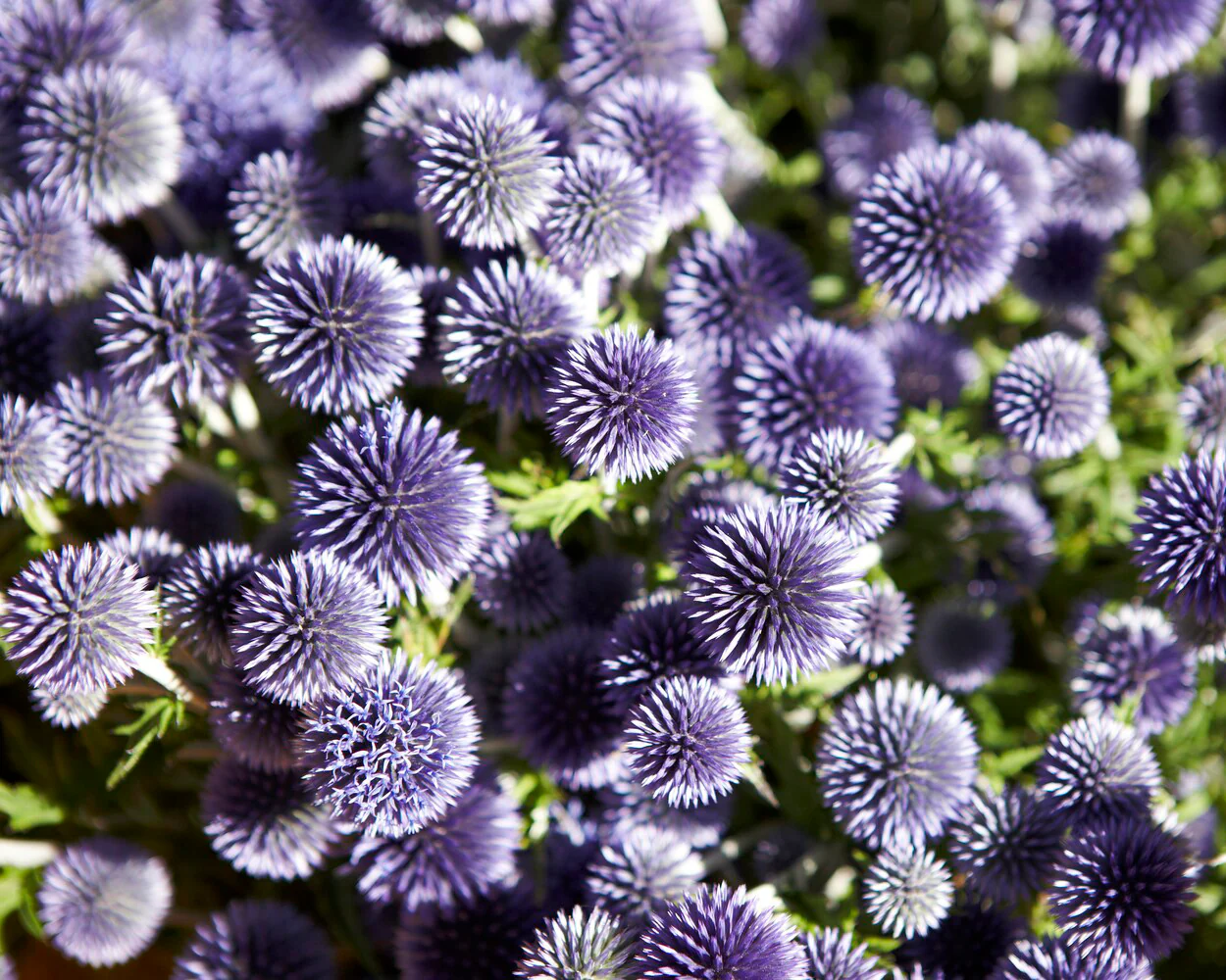 Echinops ritro - Image 7