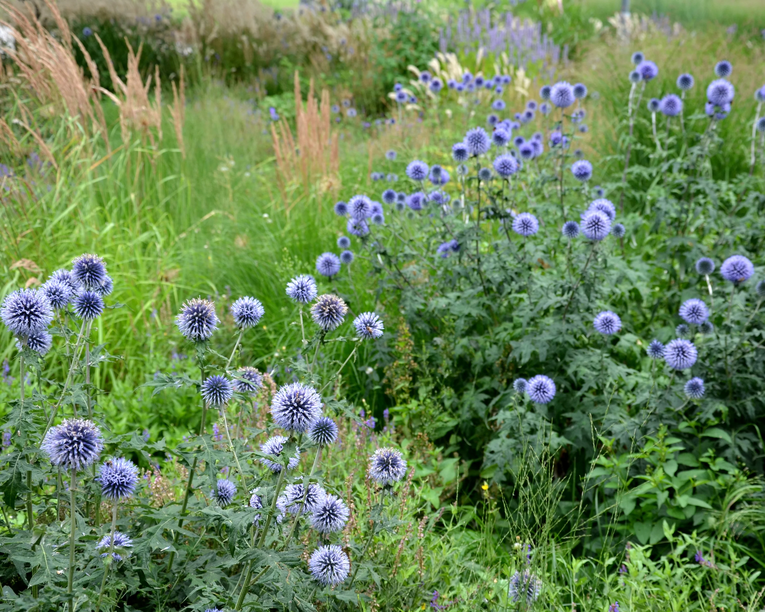 Echinops ritro - Image 8