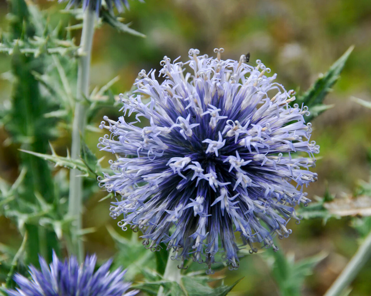 Echinops ritro - Image 9