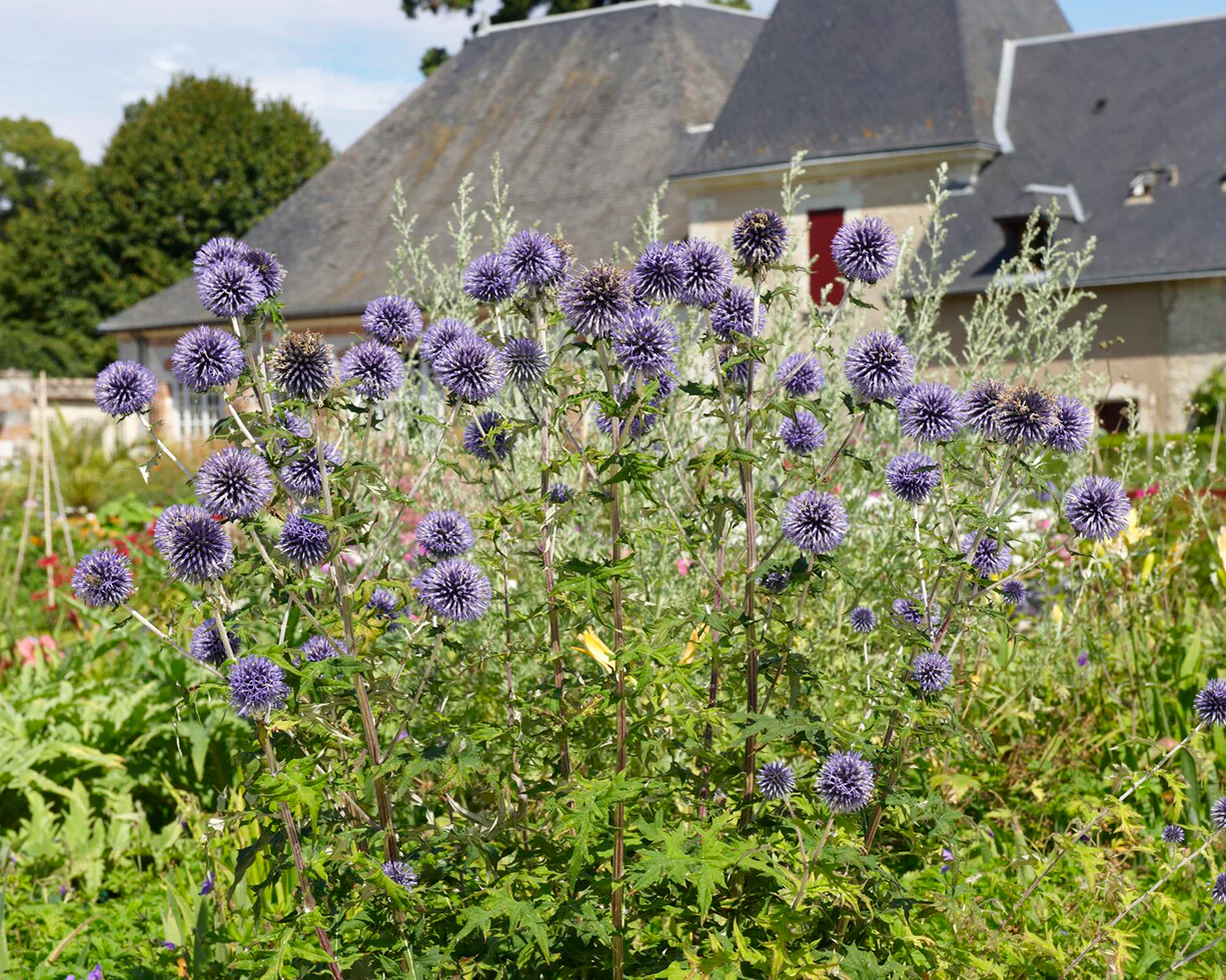Echinops 'Veitch's Blue' - Image 12