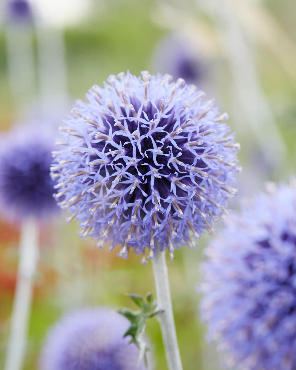 Echinops 'Veitch's Blue' - Image 2