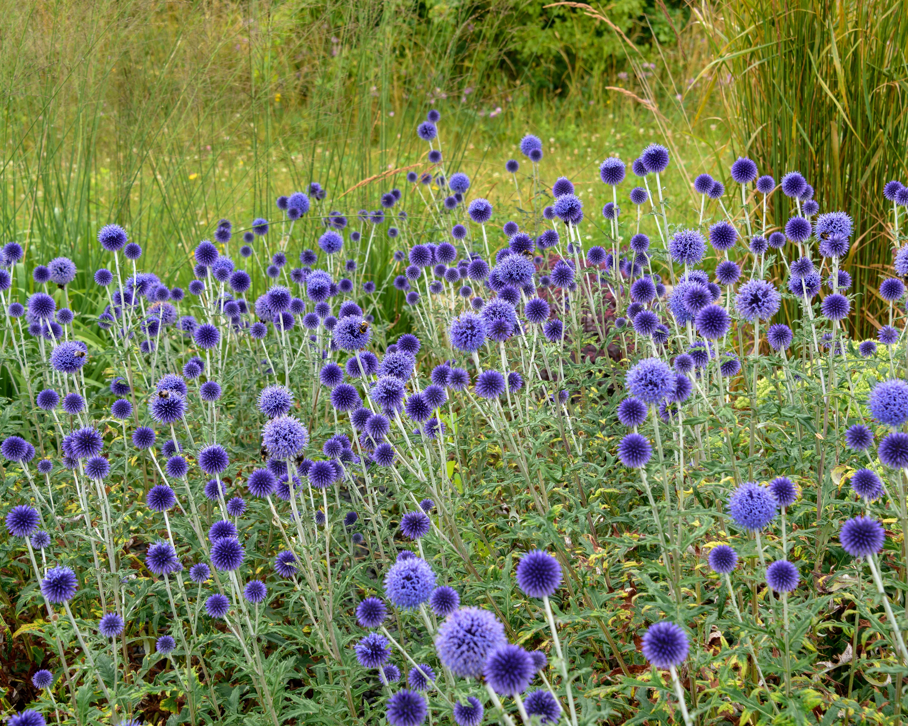 Echinops 'Veitch's Blue' - Image 3