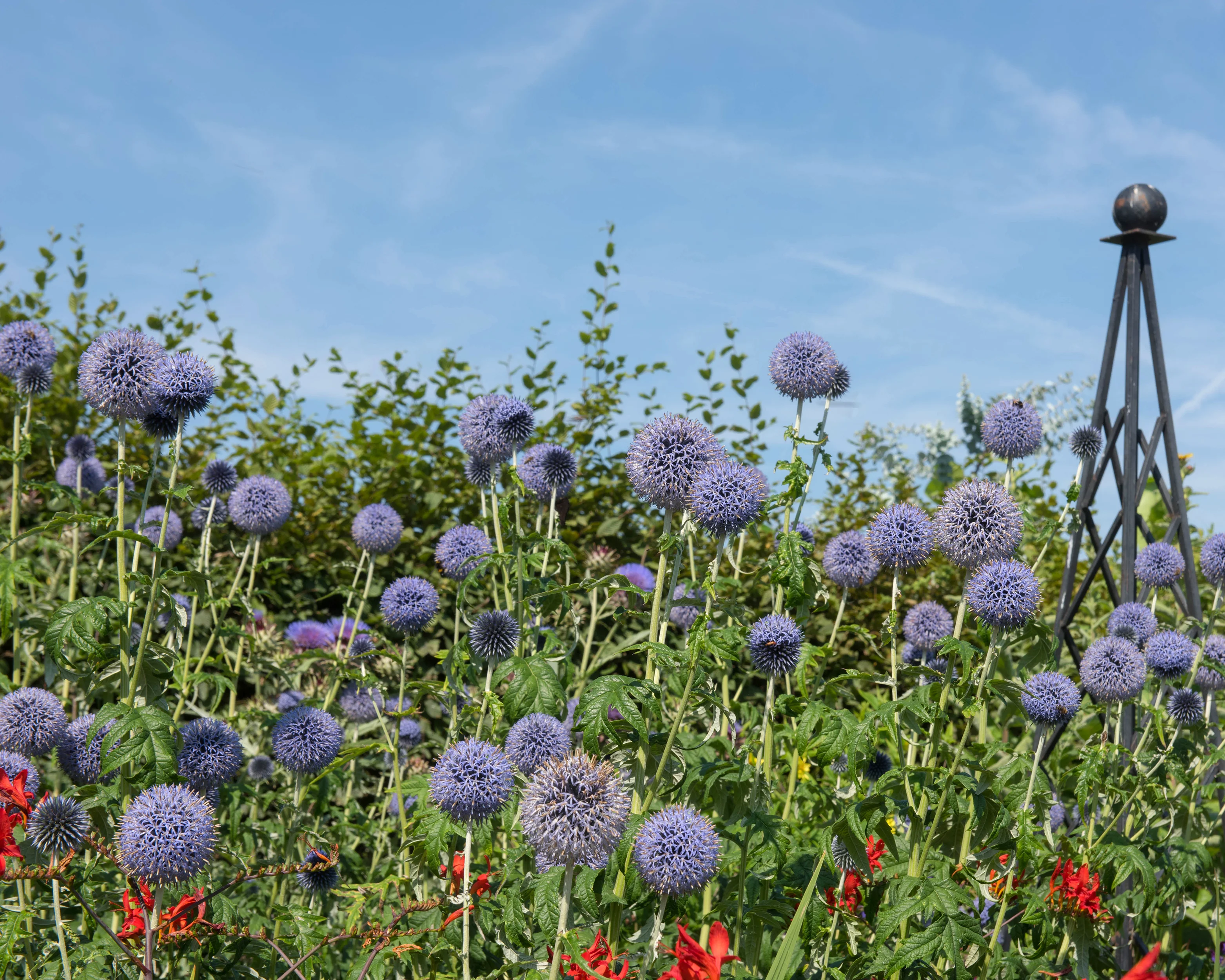 Echinops 'Veitch's Blue' - Image 4