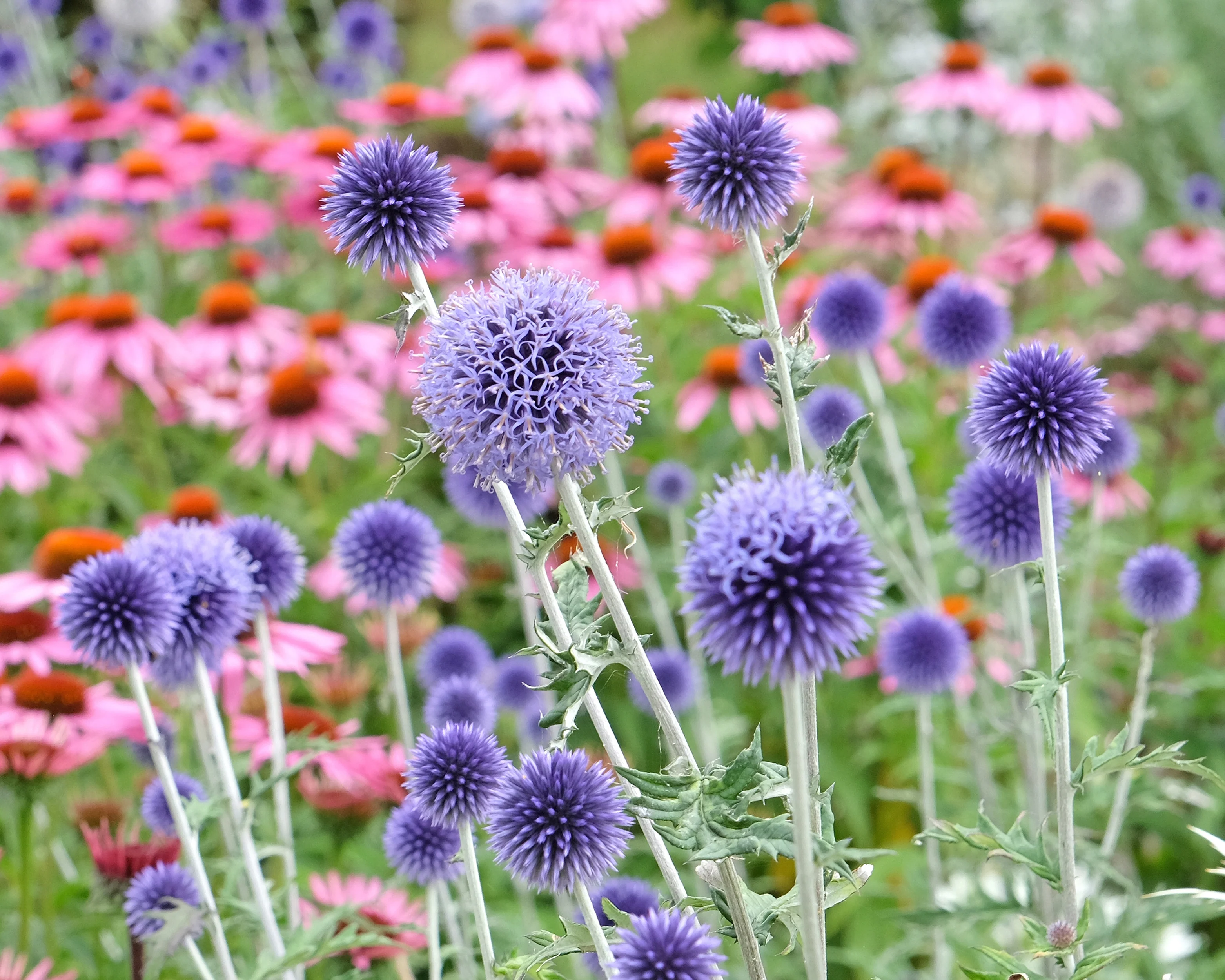 Echinops 'Veitch's Blue' - Image 7