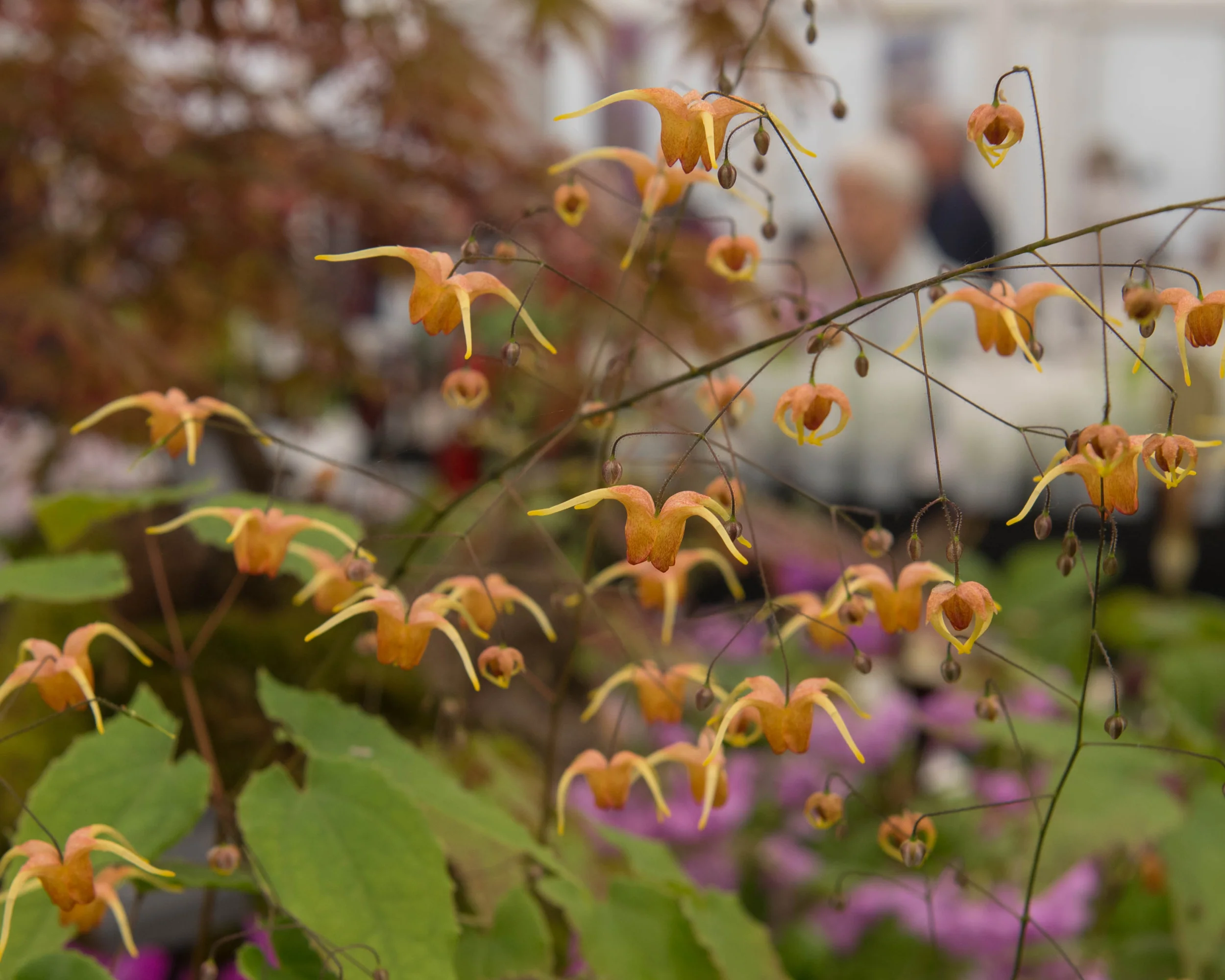 Epimedium 'Amber Queen' - Image 3