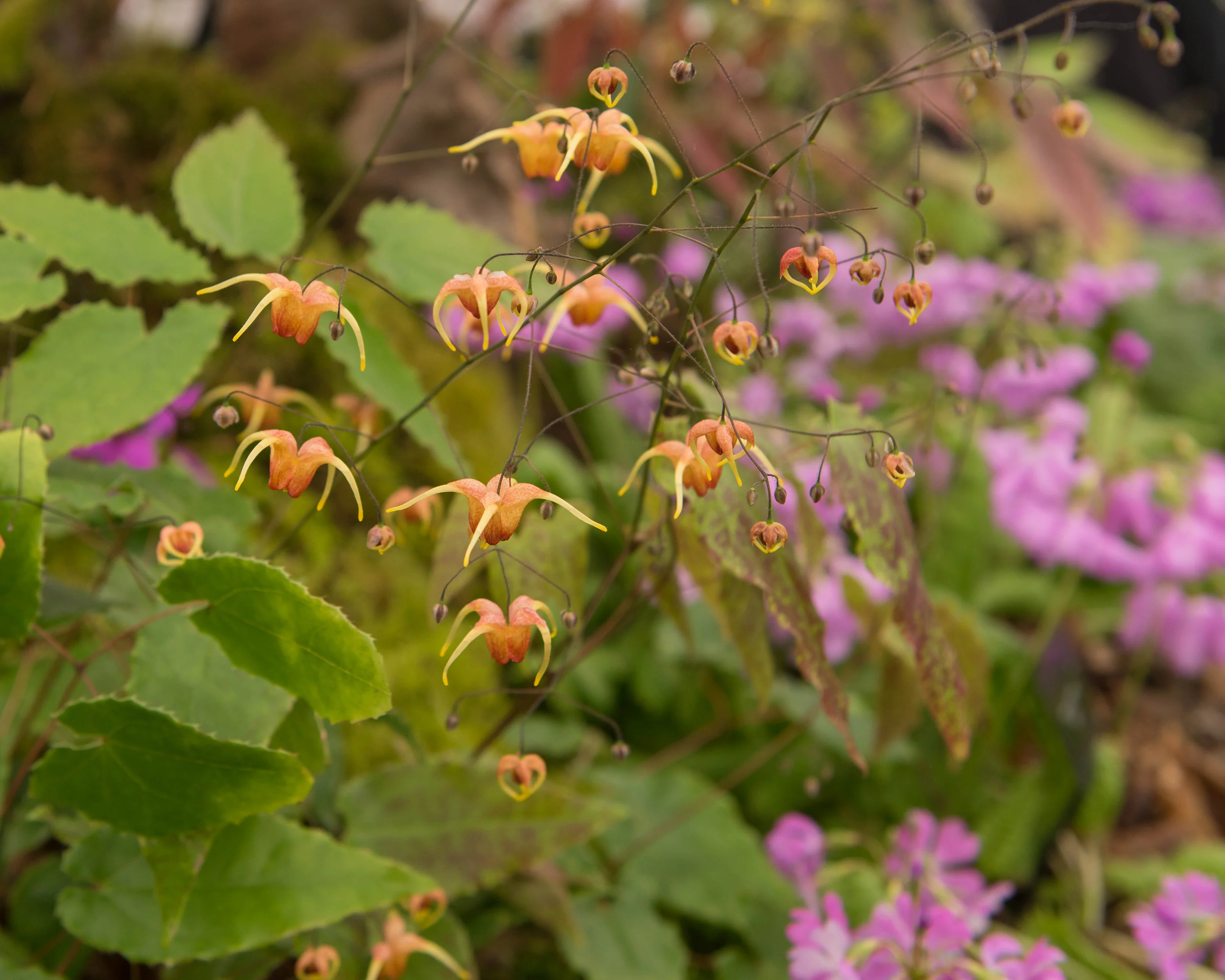 Epimedium 'Amber Queen' - Image 4