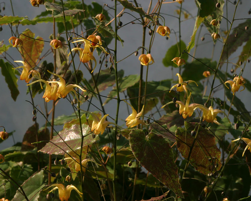 Epimedium 'Amber Queen' - Image 5