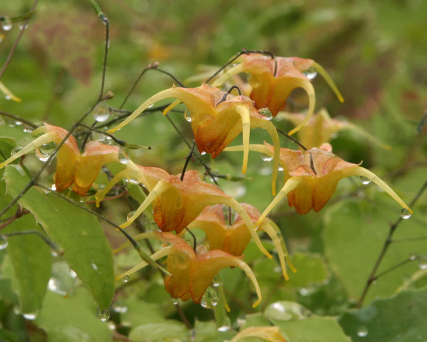 Epimedium 'Amber Queen' - Image 6