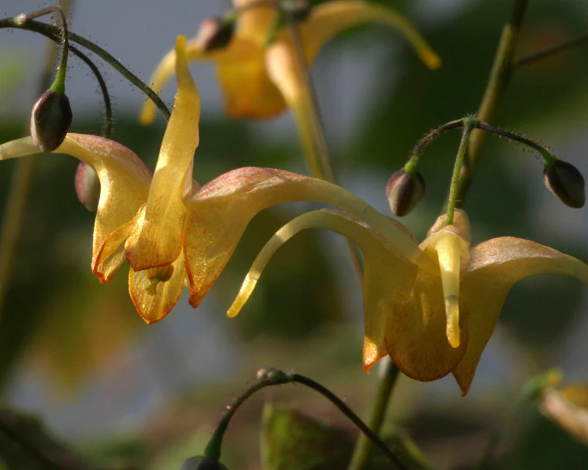 Epimedium 'Amber Queen' - Image 7