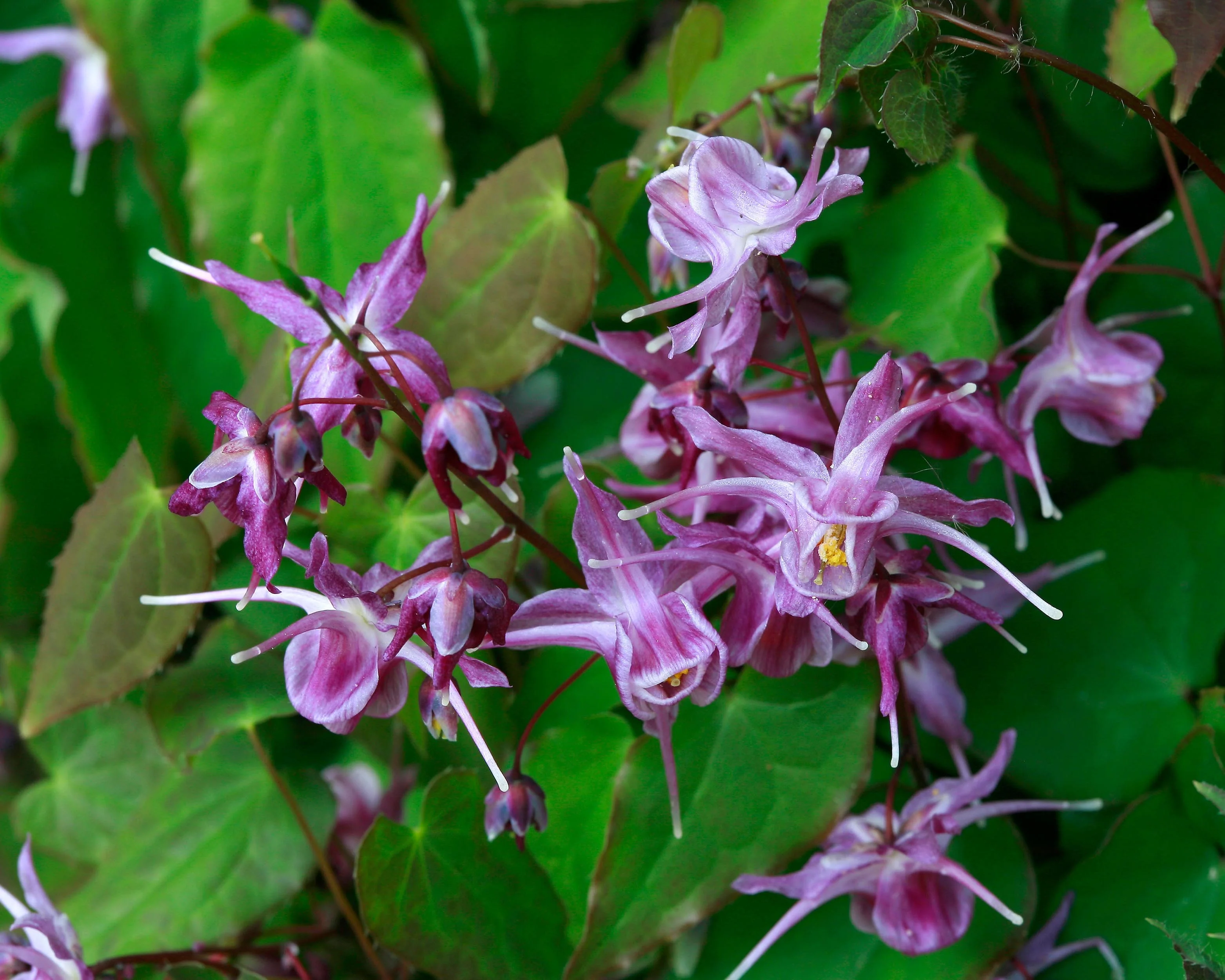 Epimedium 'Lilafee' - Image 11