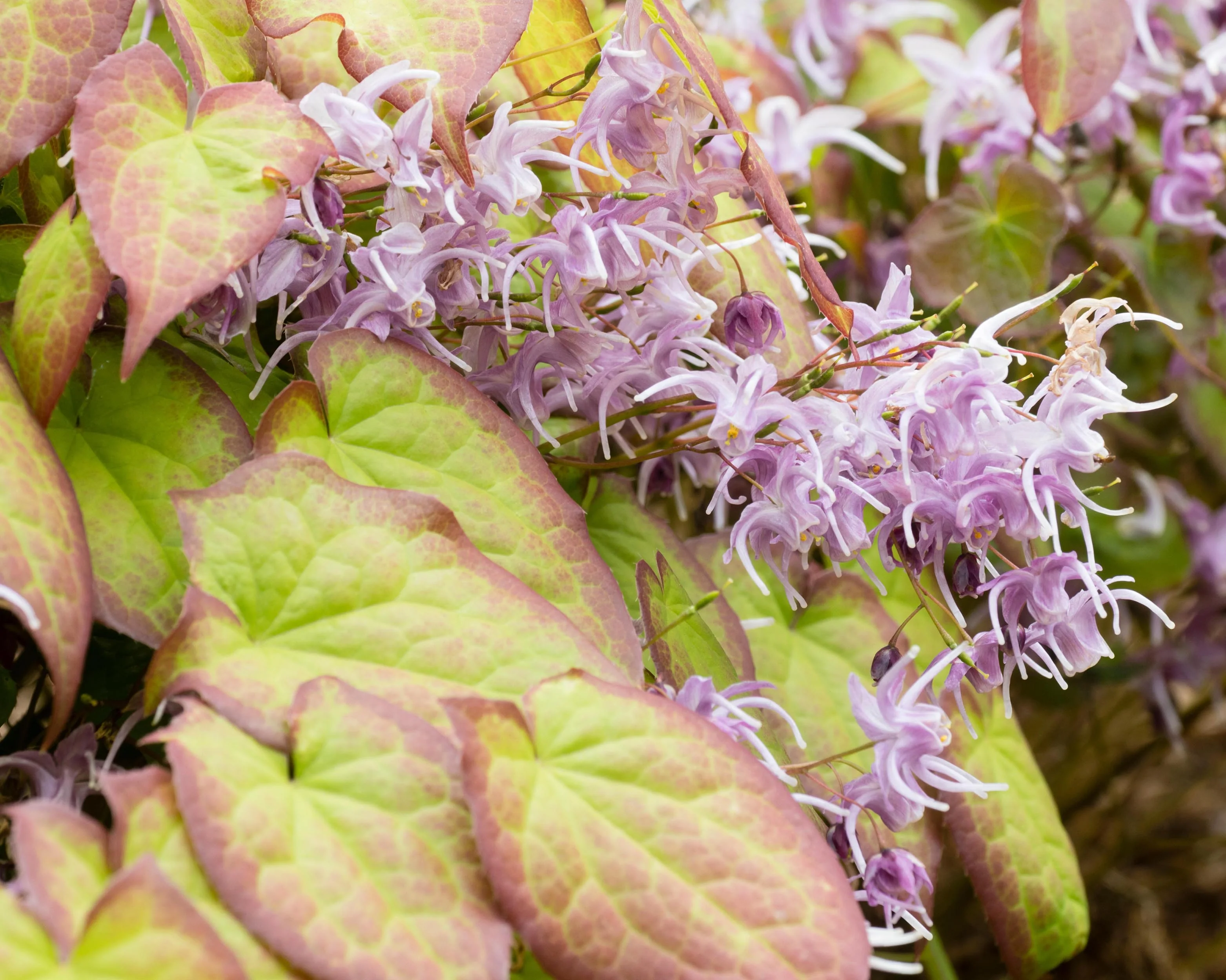 Epimedium 'Lilafee' - Image 12