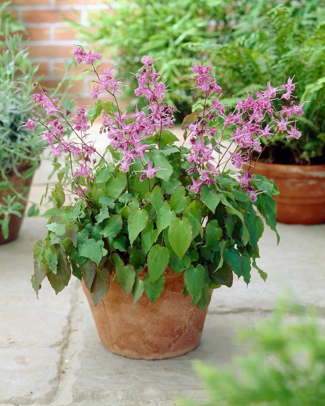 Epimedium 'Lilafee' - Image 2