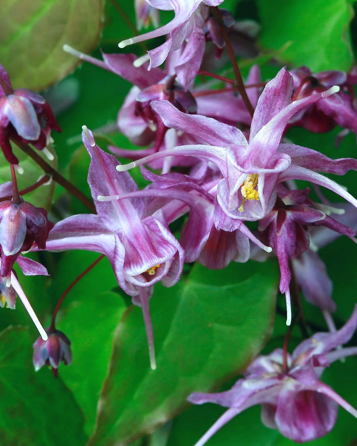 Epimedium 'Lilafee' - Image 3