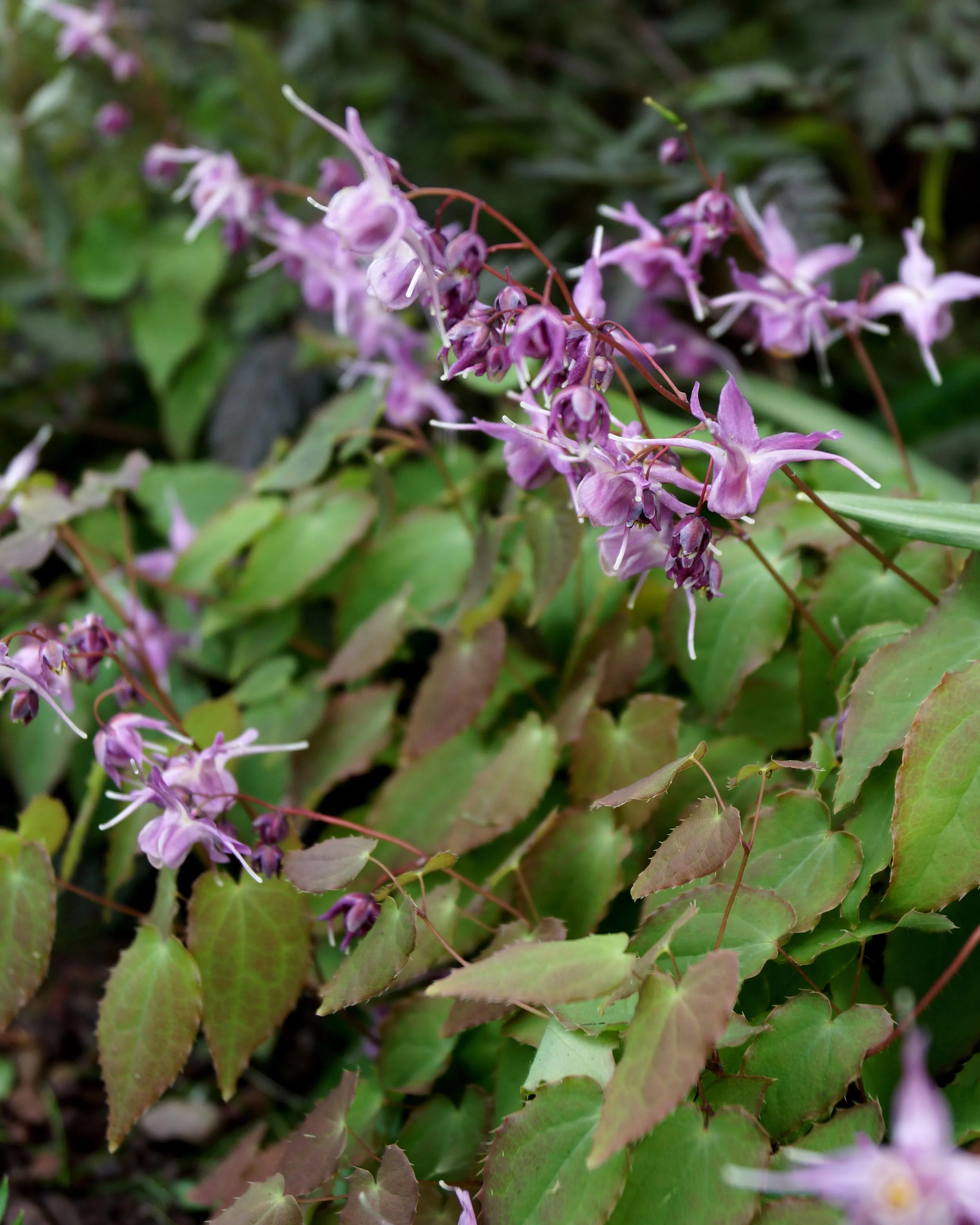 Epimedium 'Lilafee' - Image 4