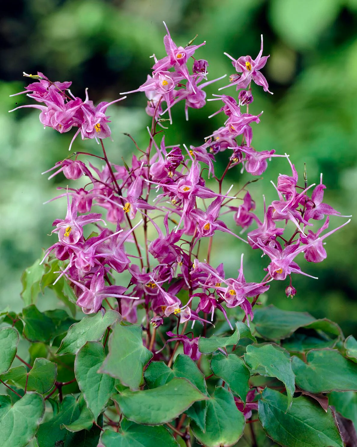 Epimedium 'Lilafee' - Image 5