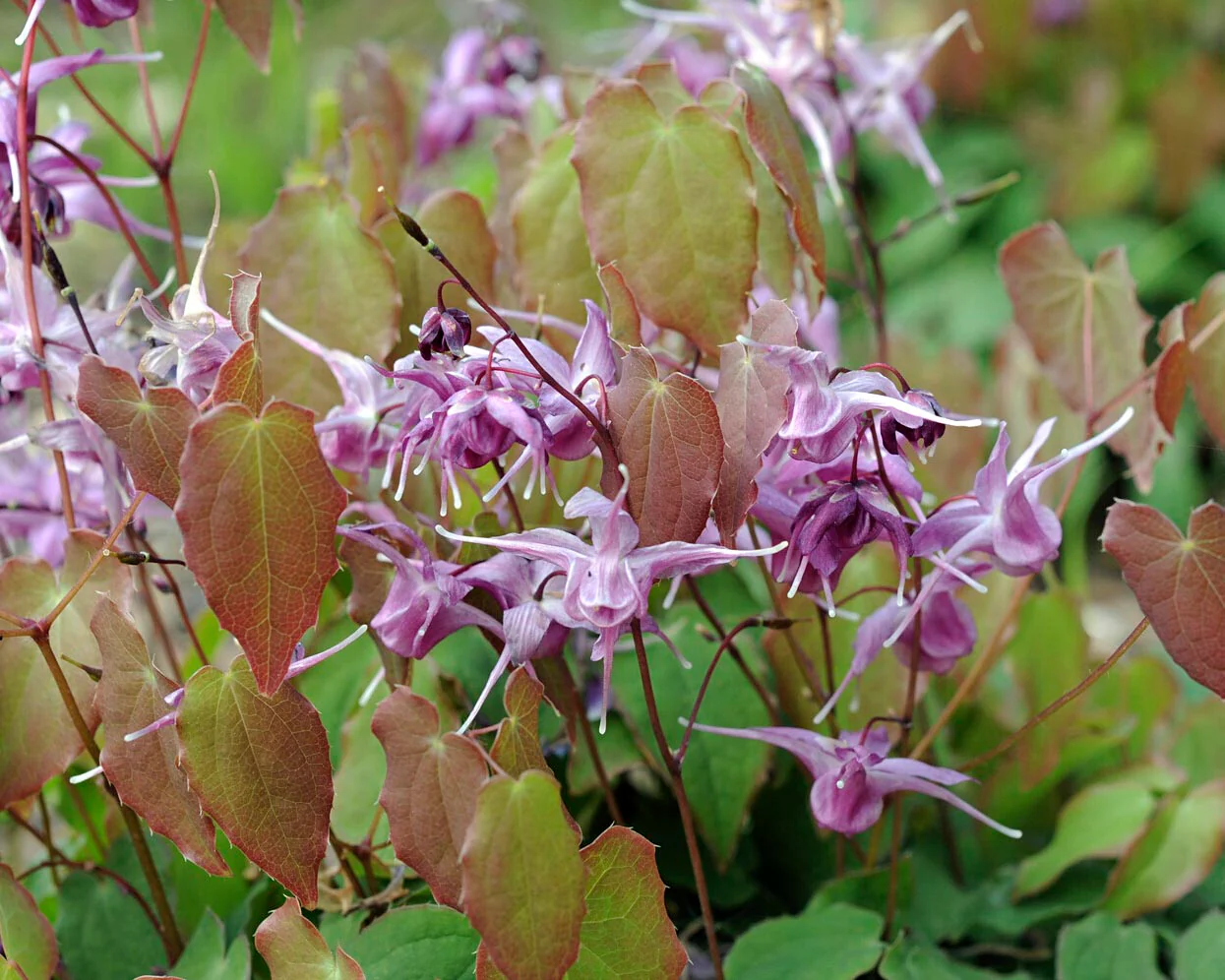 Epimedium 'Lilafee' - Image 7