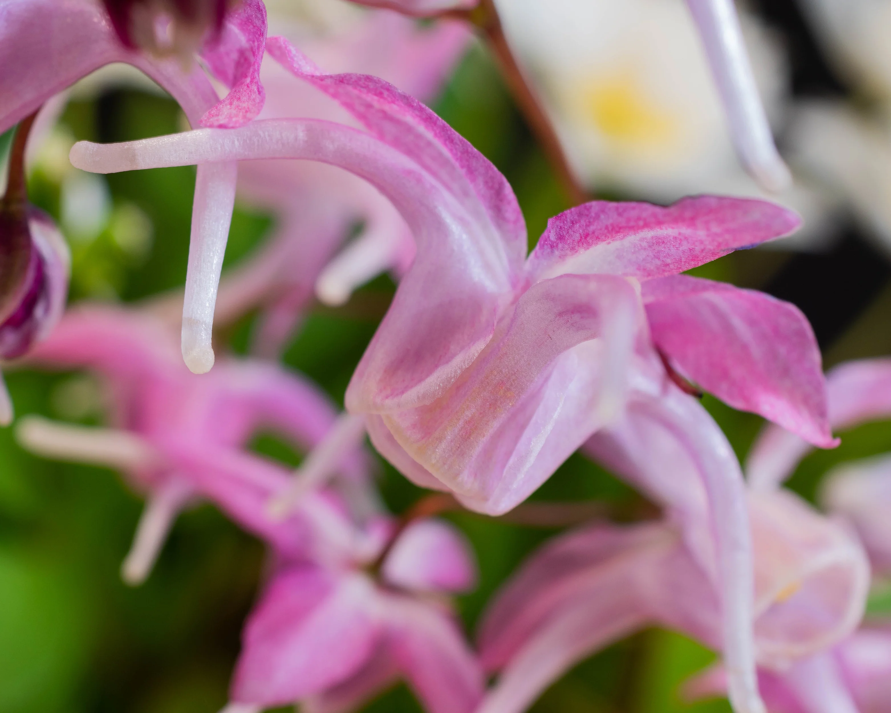 Epimedium 'Pink Elf' - Image 2