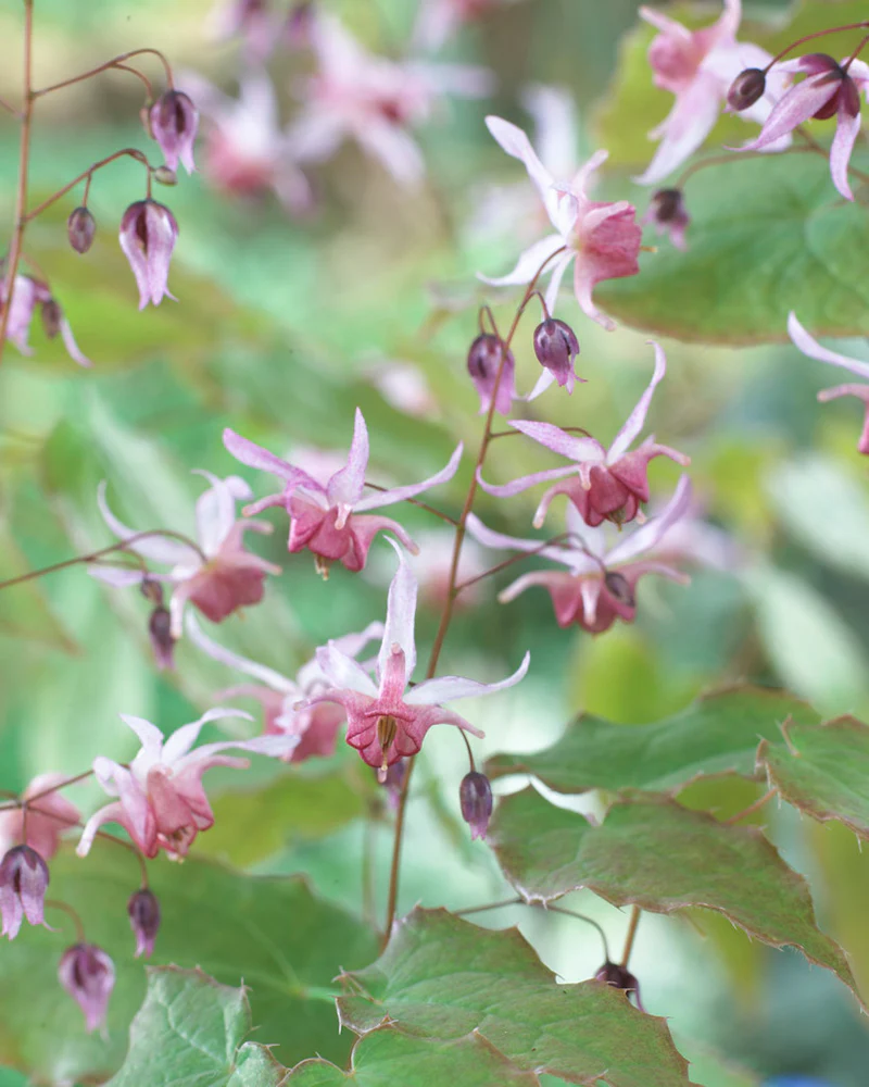 Epimedium 'Pink Elf' - Image 3