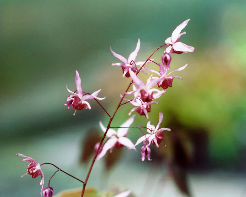Epimedium 'Pink Elf' - Image 4