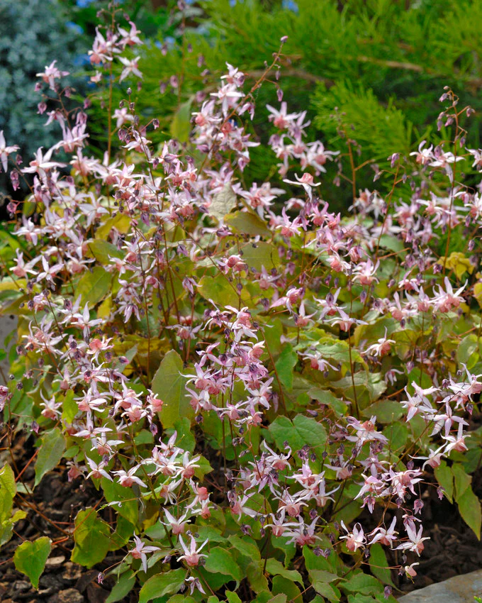 Epimedium 'Pink Elf' - Image 6