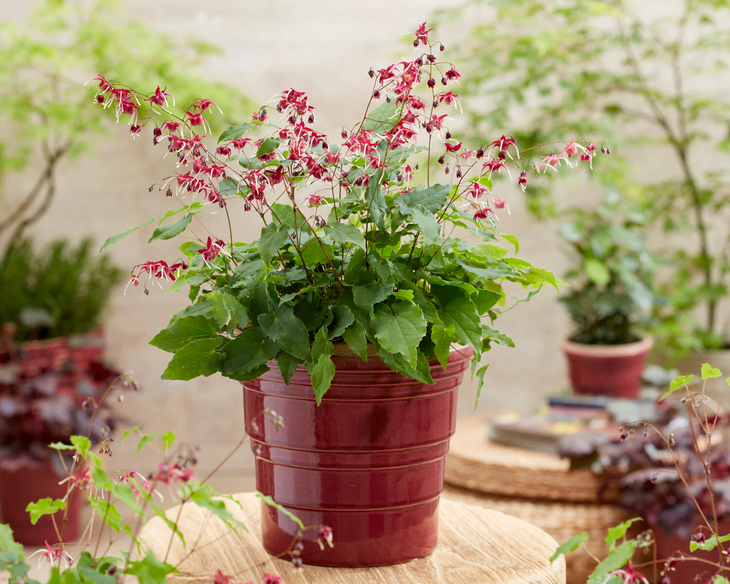 Epimedium 'Red Maximum' - Image 3