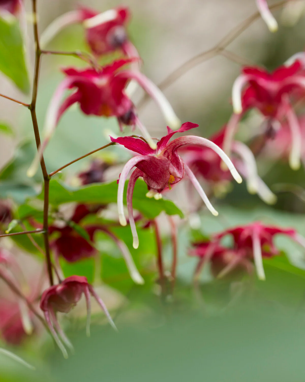 Epimedium 'Red Maximum' - Image 4