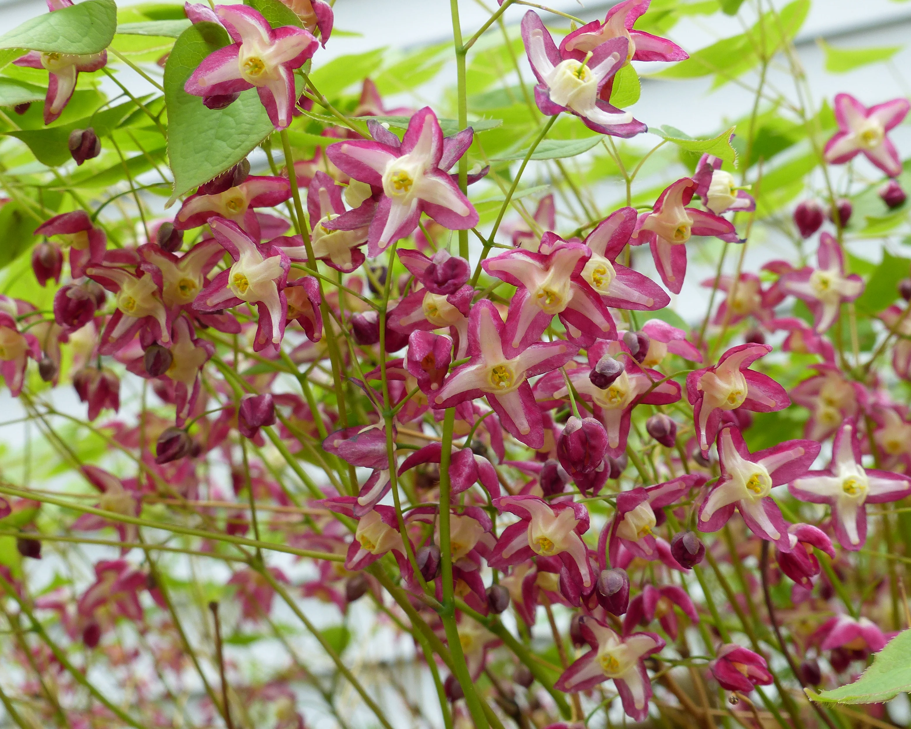 Epimedium × rubrum - Image 2