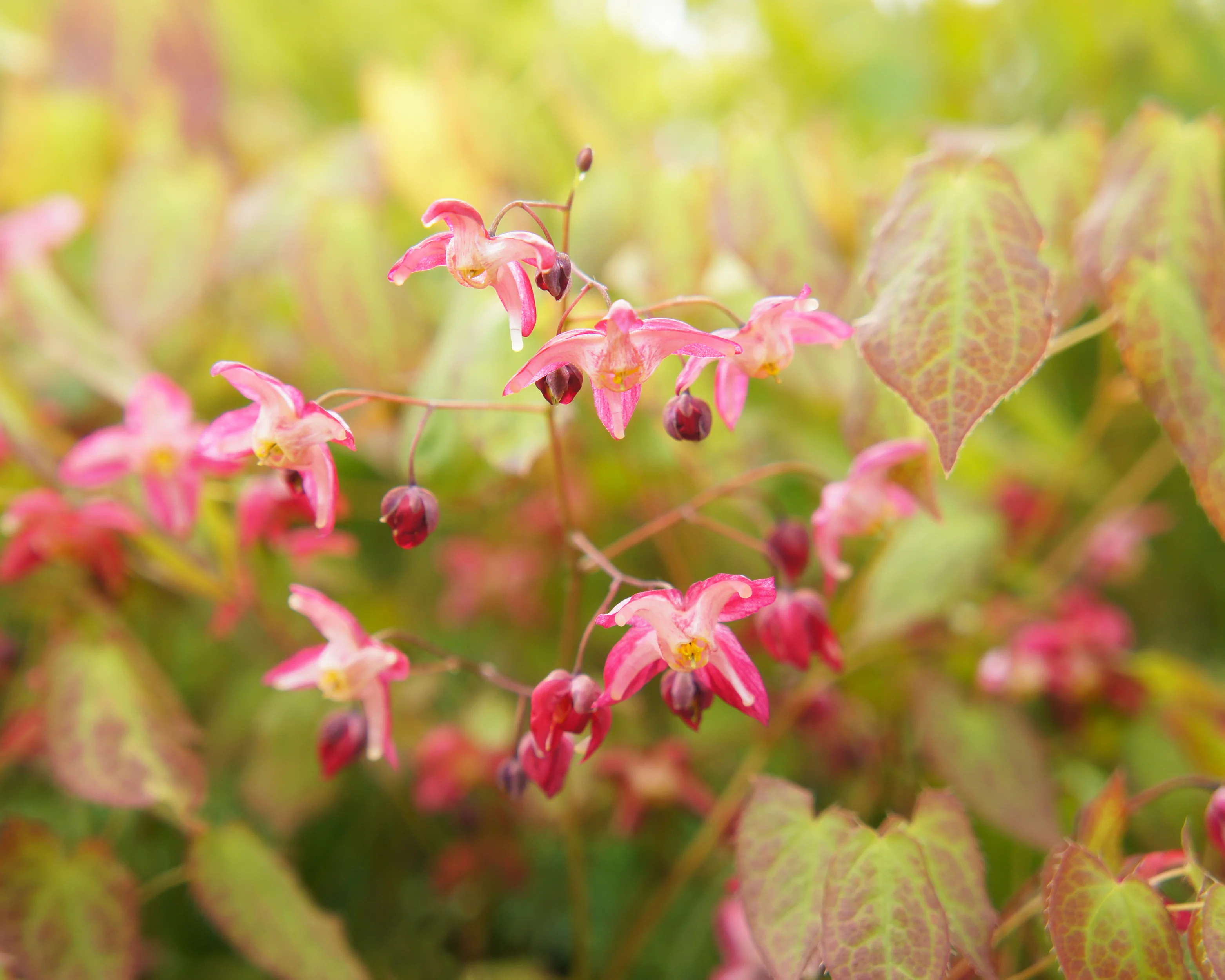 Epimedium × rubrum - Image 4