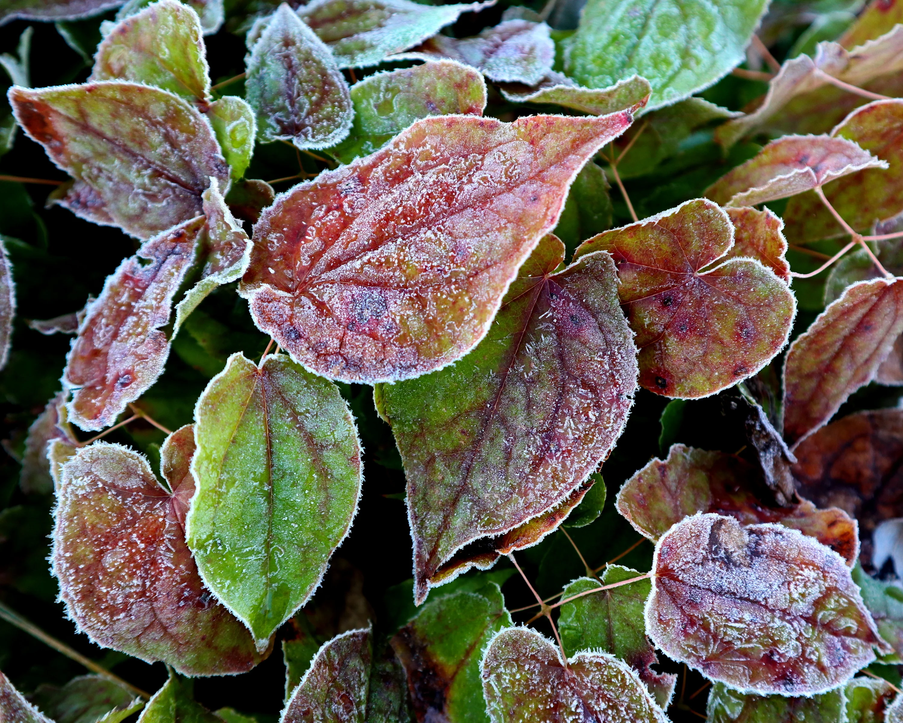 Epimedium × rubrum - Image 7