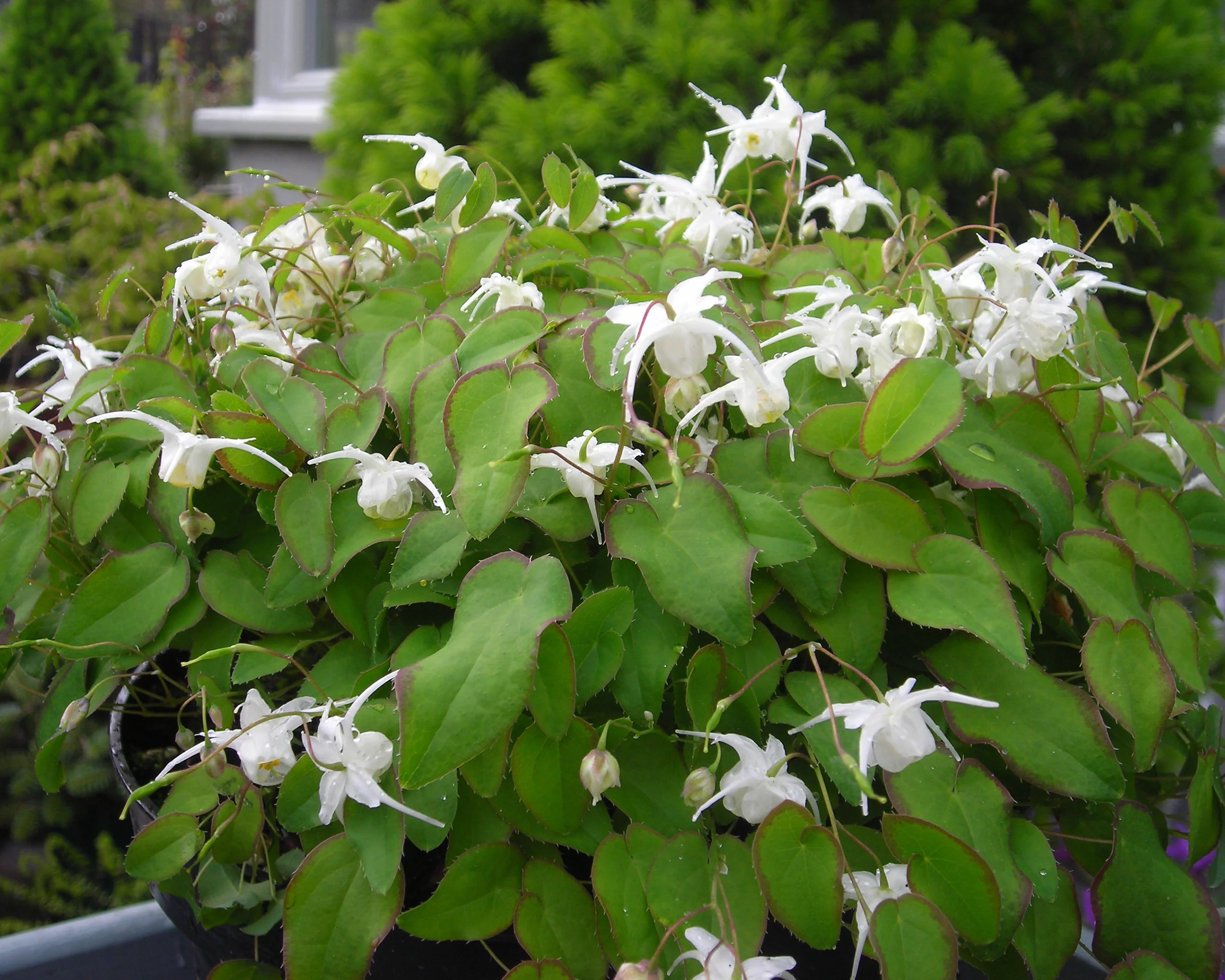 Epimedium 'White Hart' - Image 3