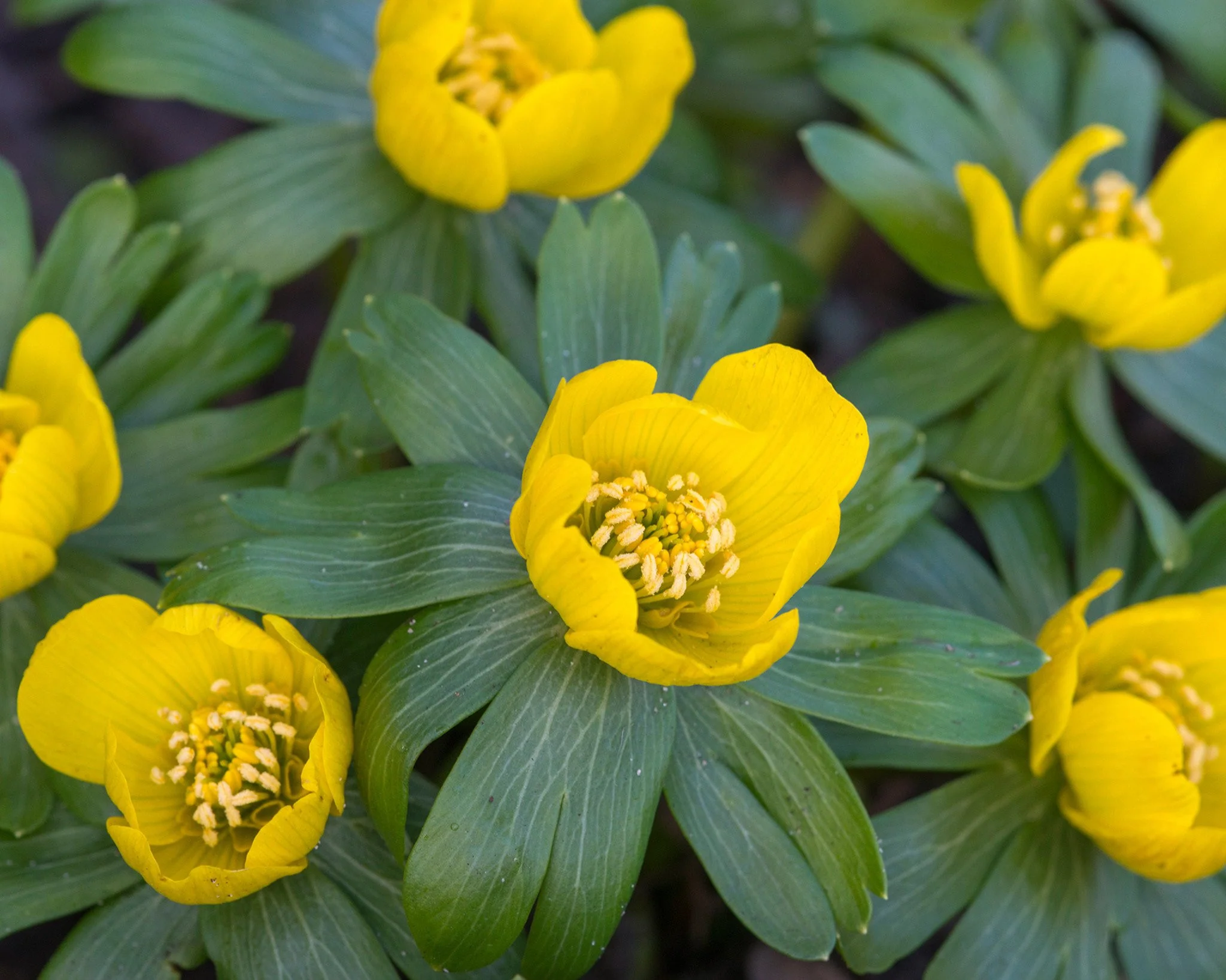 Eranthis hyemalis - Image 4