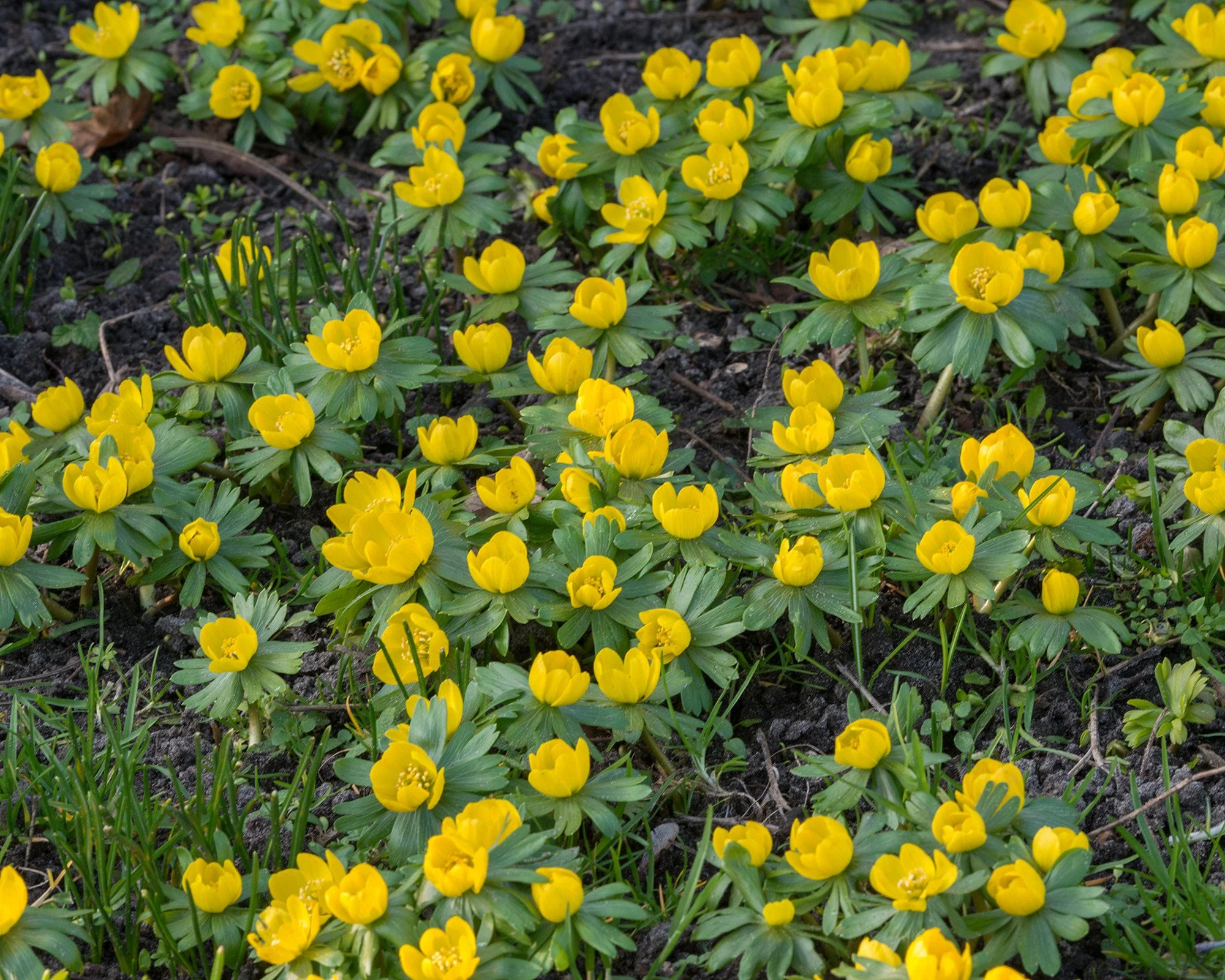 Eranthis hyemalis - Image 6