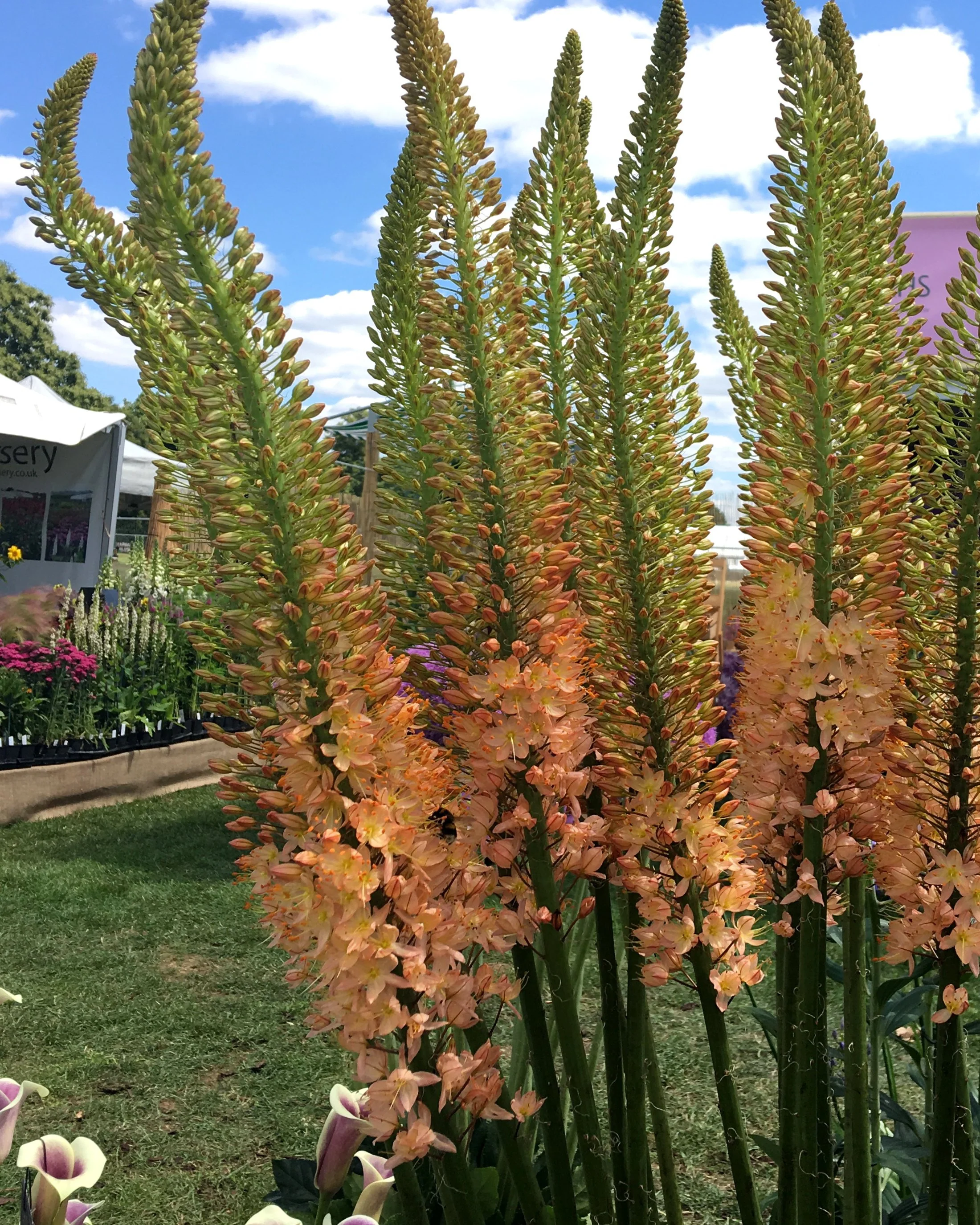 Eremurus 'Cleopatra' - Image 2