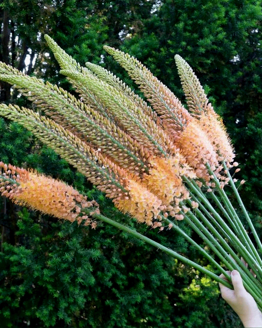 Eremurus 'Cleopatra' - Image 4