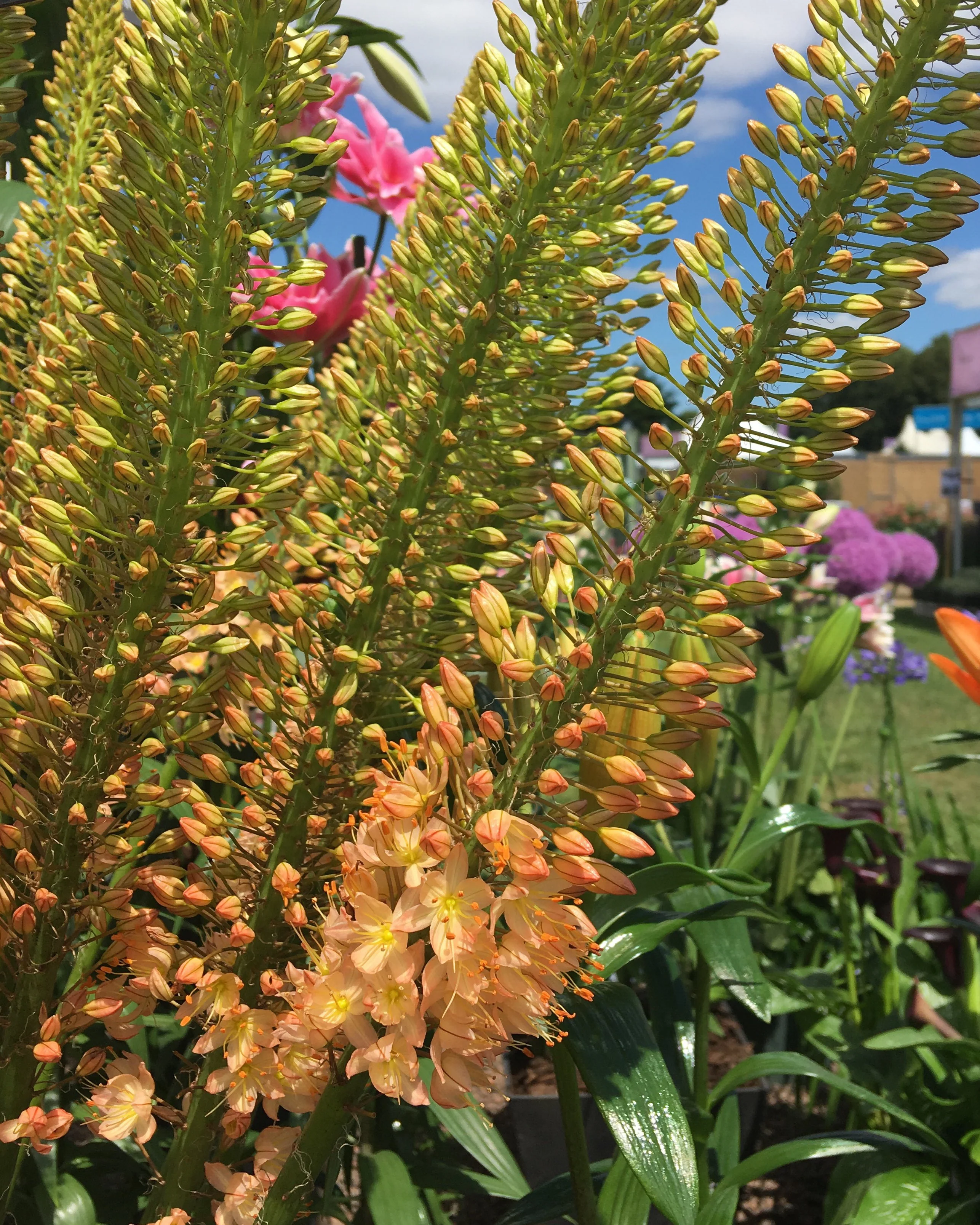 Eremurus 'Cleopatra' - Image 8