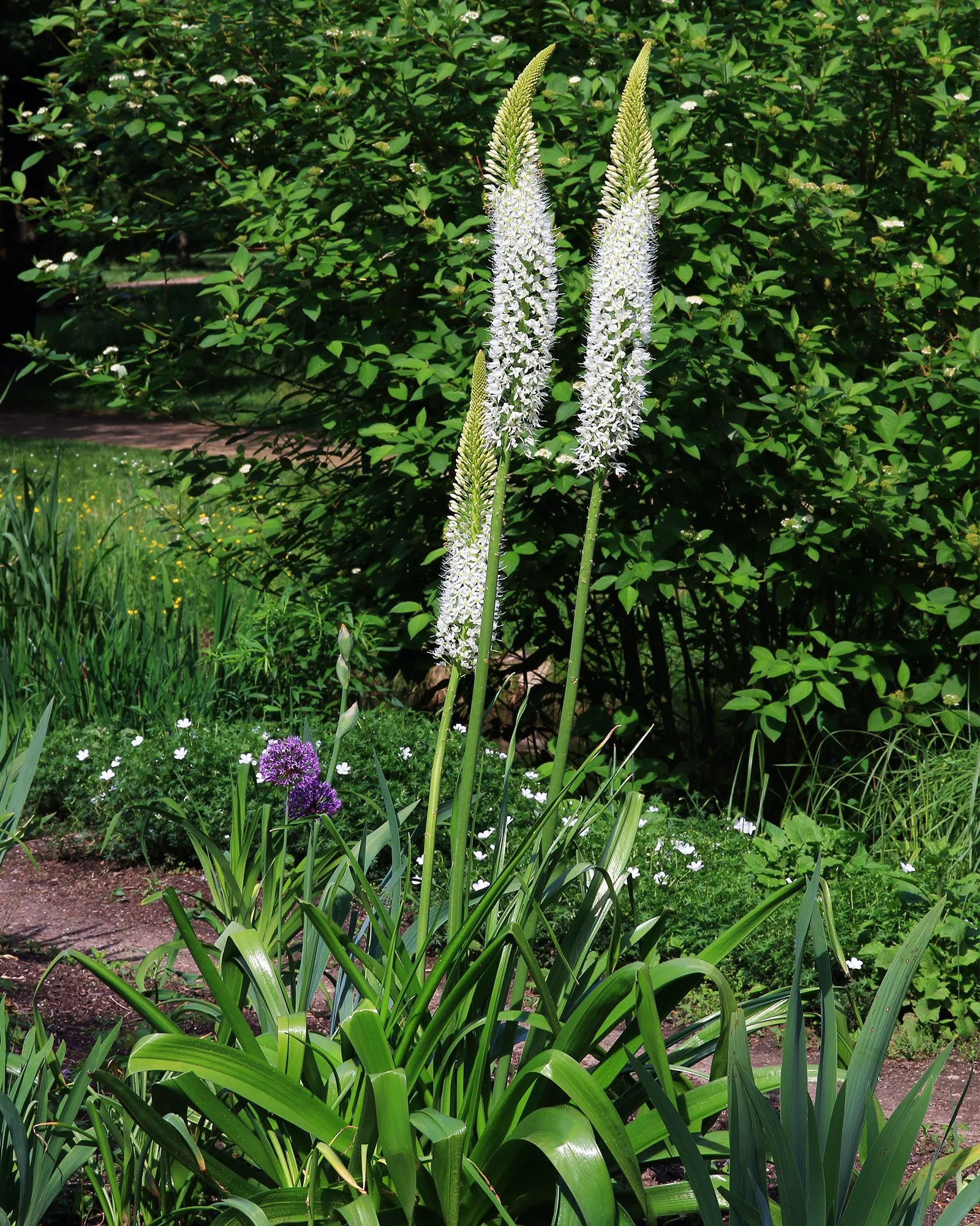 Eremurus himalaicus - Image 3