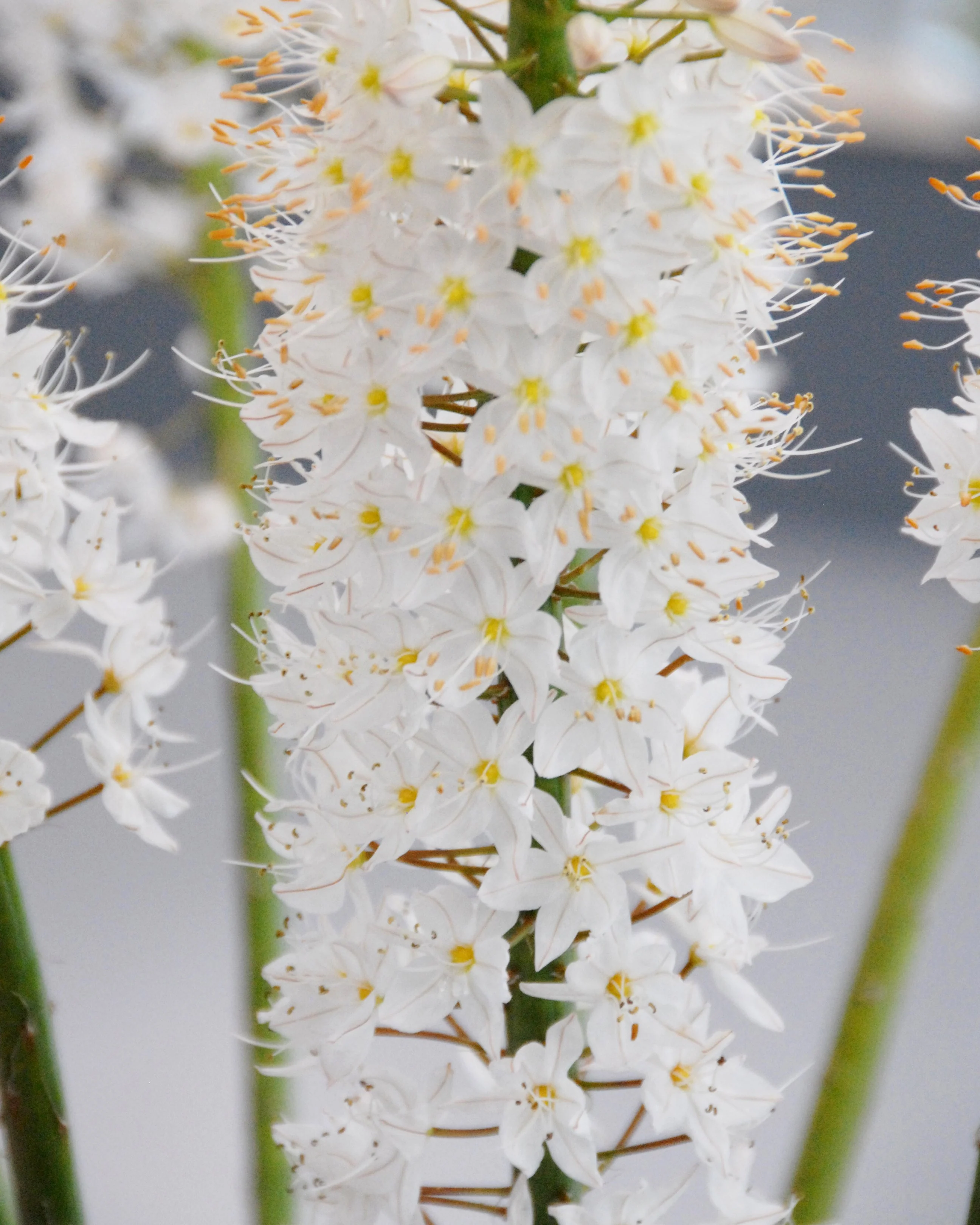 Eremurus himalaicus - Image 4