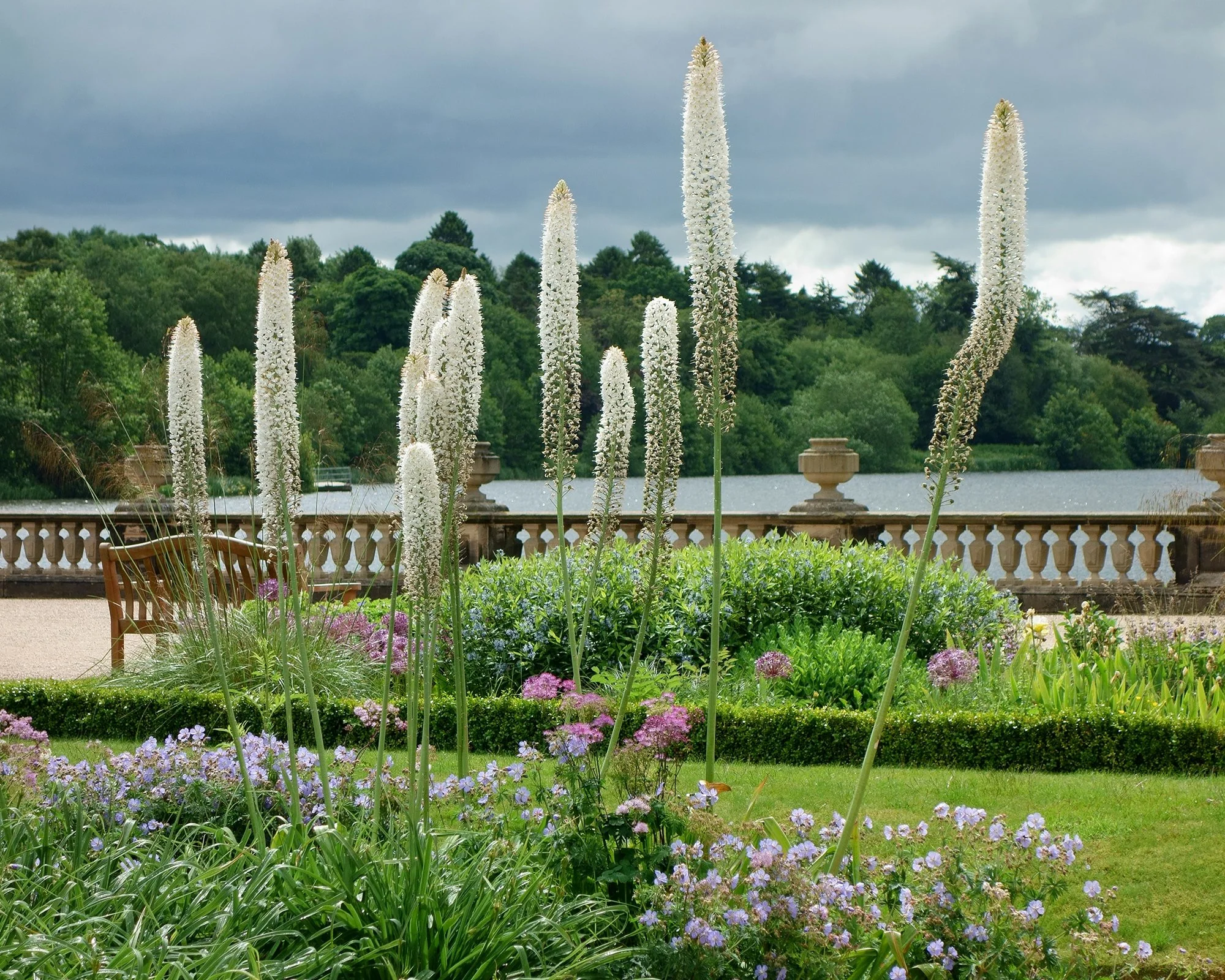 Eremurus himalaicus - Image 6
