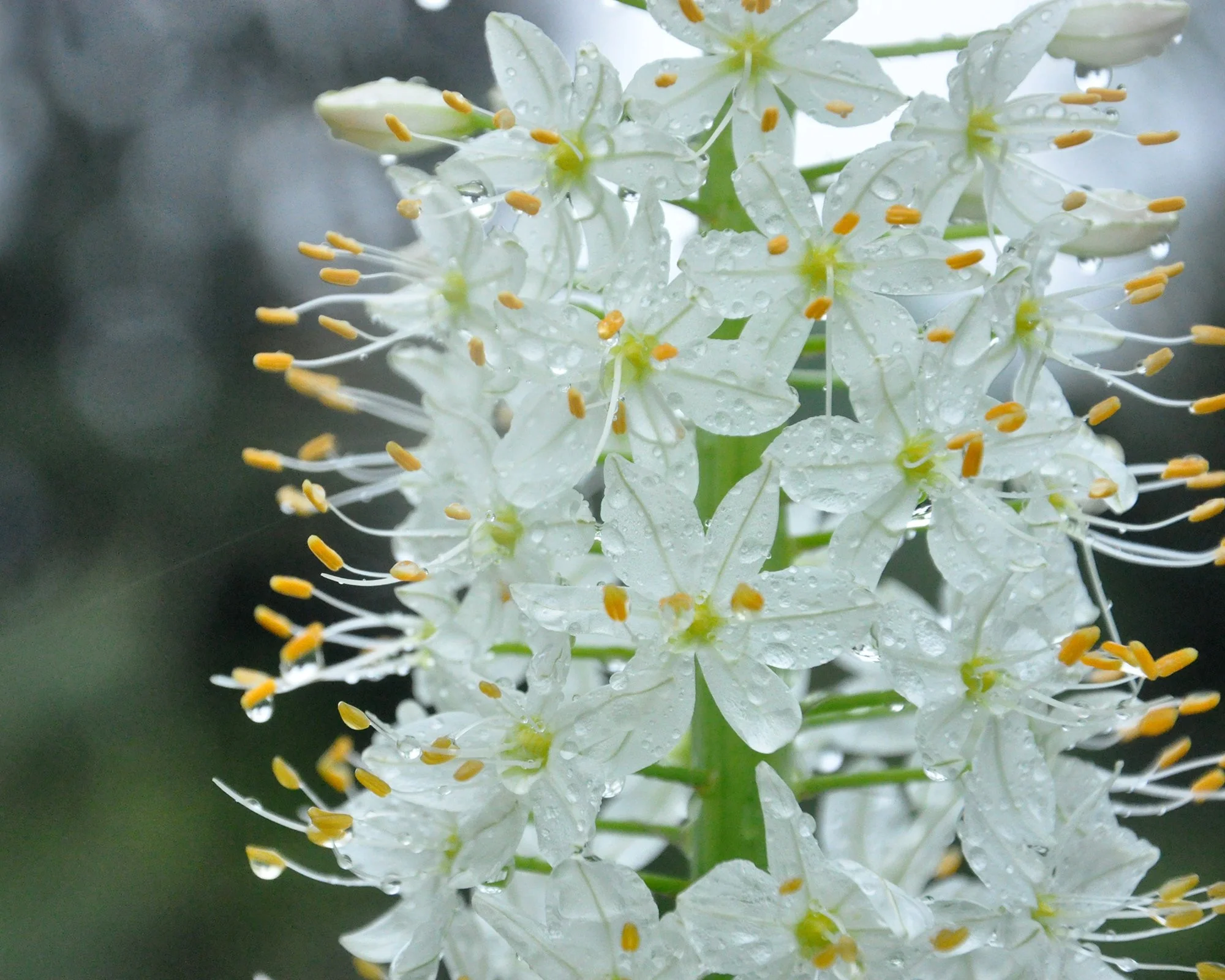 Eremurus himalaicus - Image 7