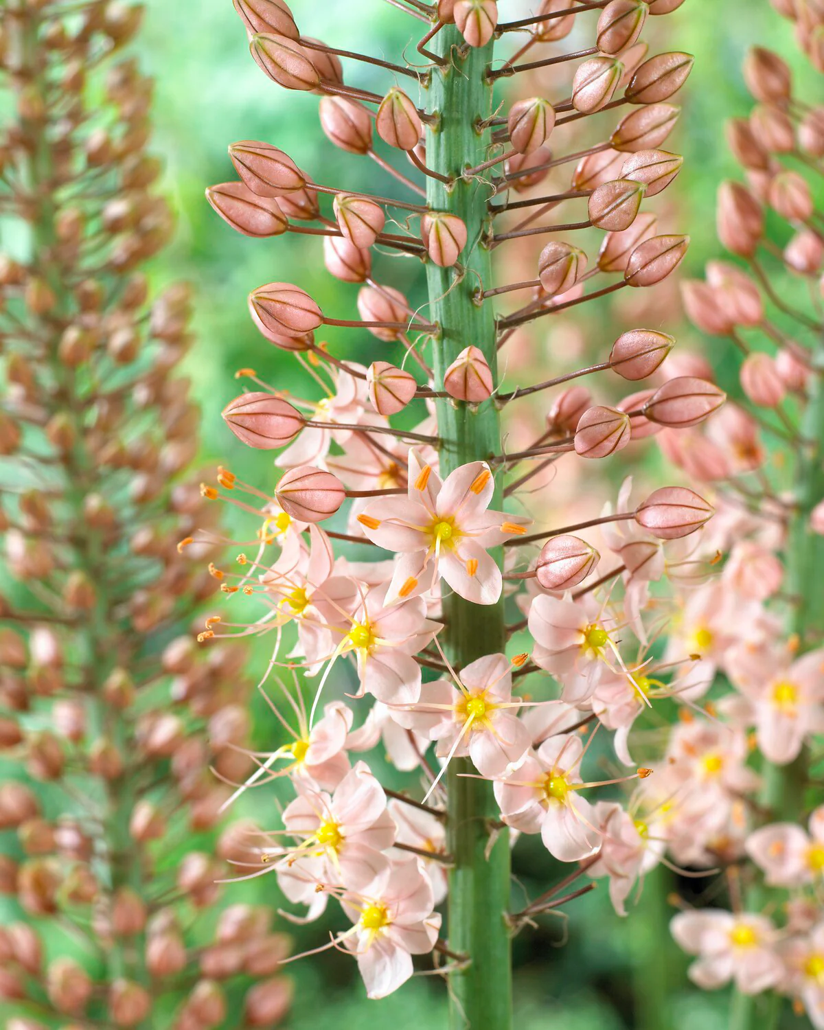Eremurus 'Romance' - Image 4