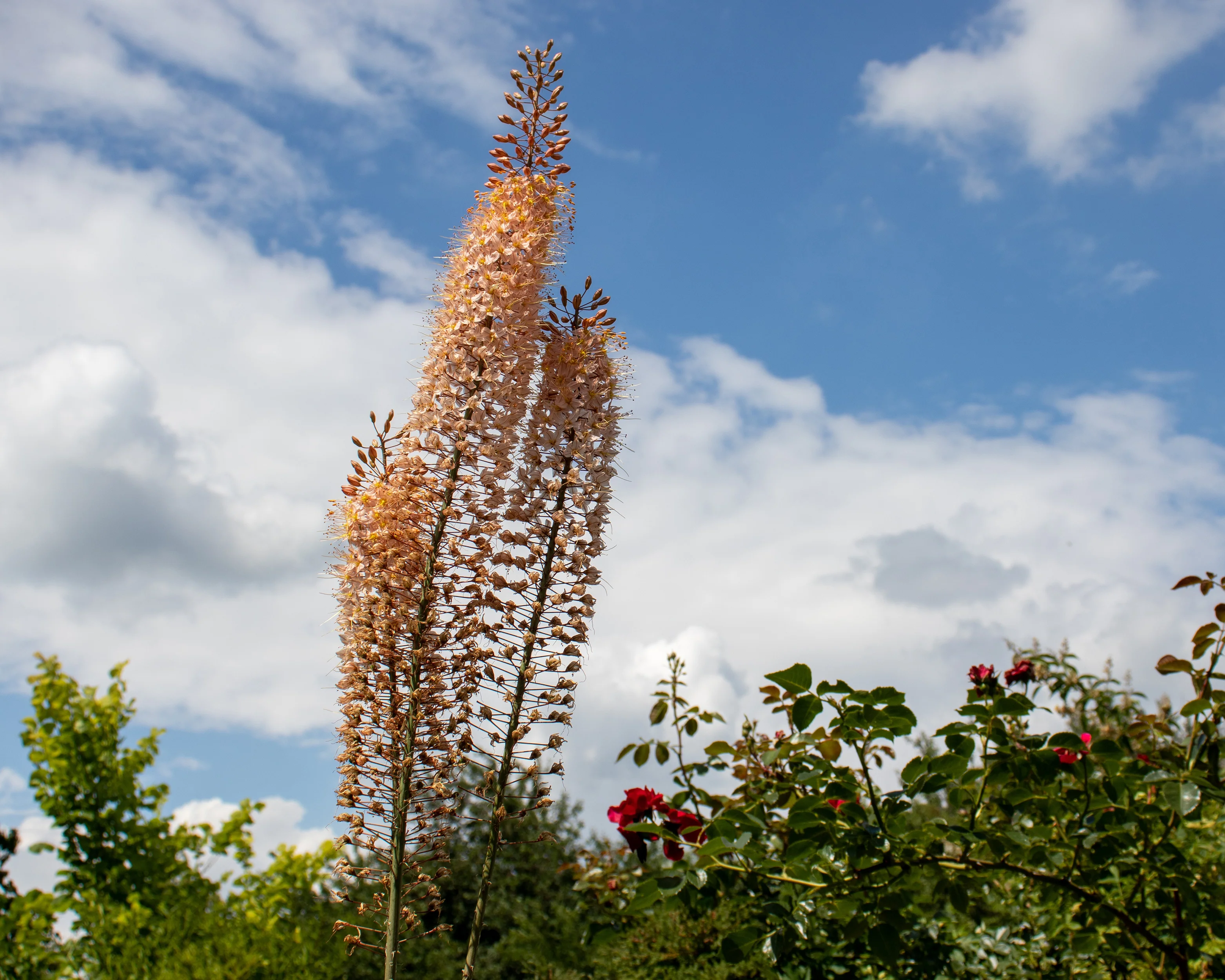 Eremurus 'Romance' - Image 5