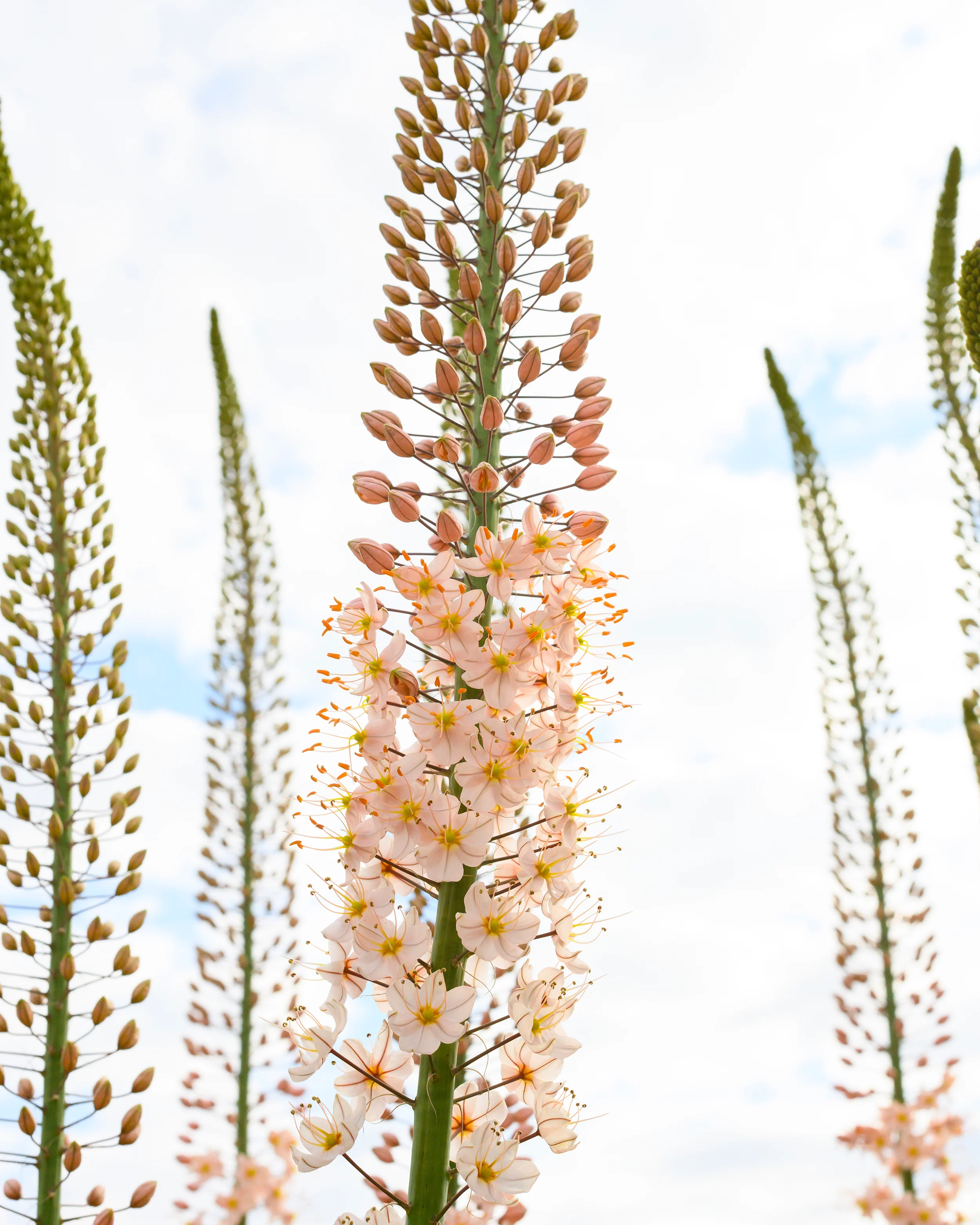 Eremurus 'Romance' - Image 7