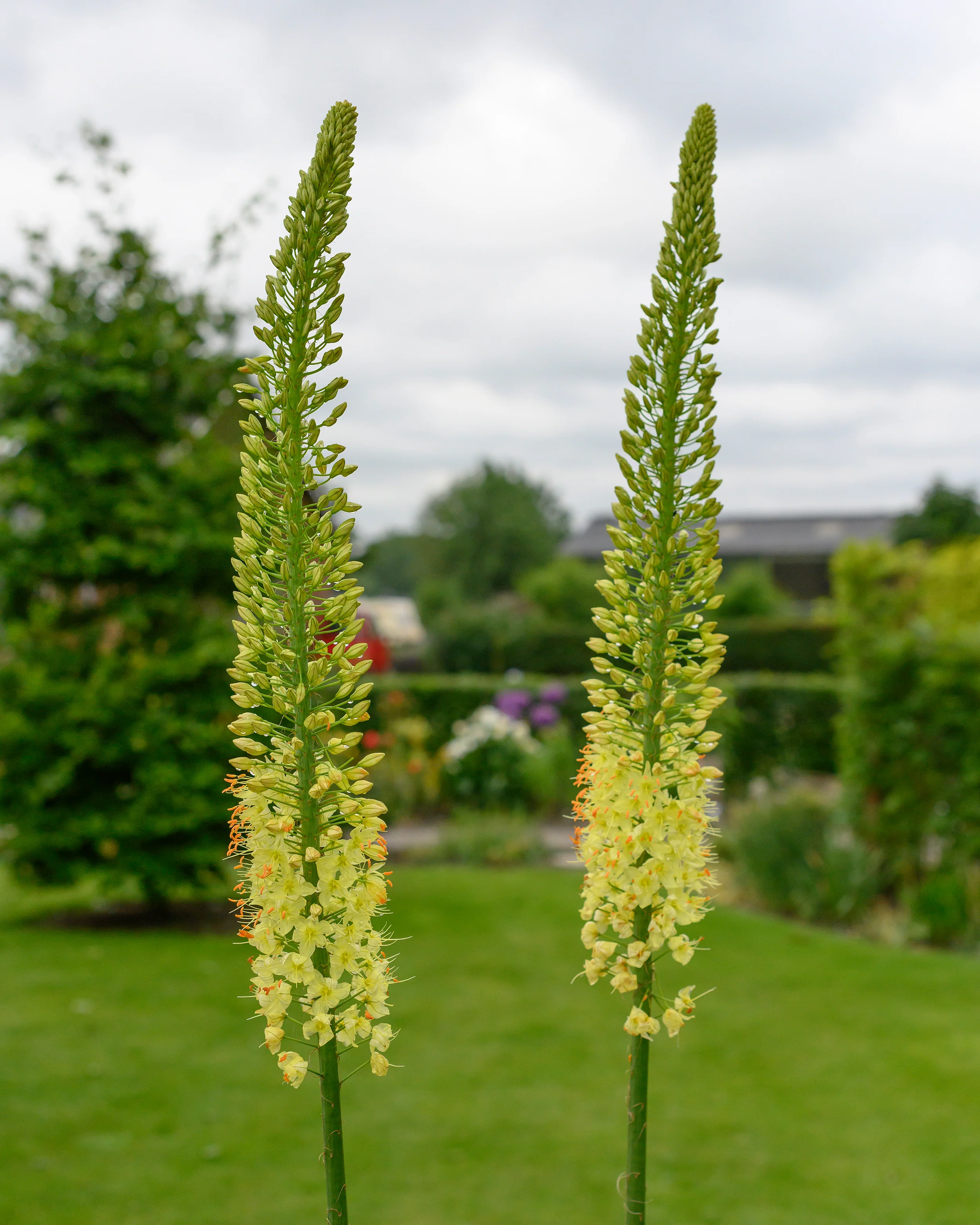 Eremurus 'Tap Dance' - Image 11